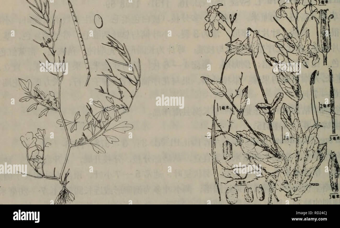 Da Lian Di Qu Zhi Wu Zhi Botany M 315 Ae C C A 316e E Cardam Ine Flexuosa With Orychophragmus Violaceus L 0 E Schulz Pjpaee C I E Ae C E Ae E Aei Aae Ae A I Aee Ac Ca I C A 1e I A A Aee A A Aaº 1c I A E A Aºaece A E Eei Aºaea I A 316