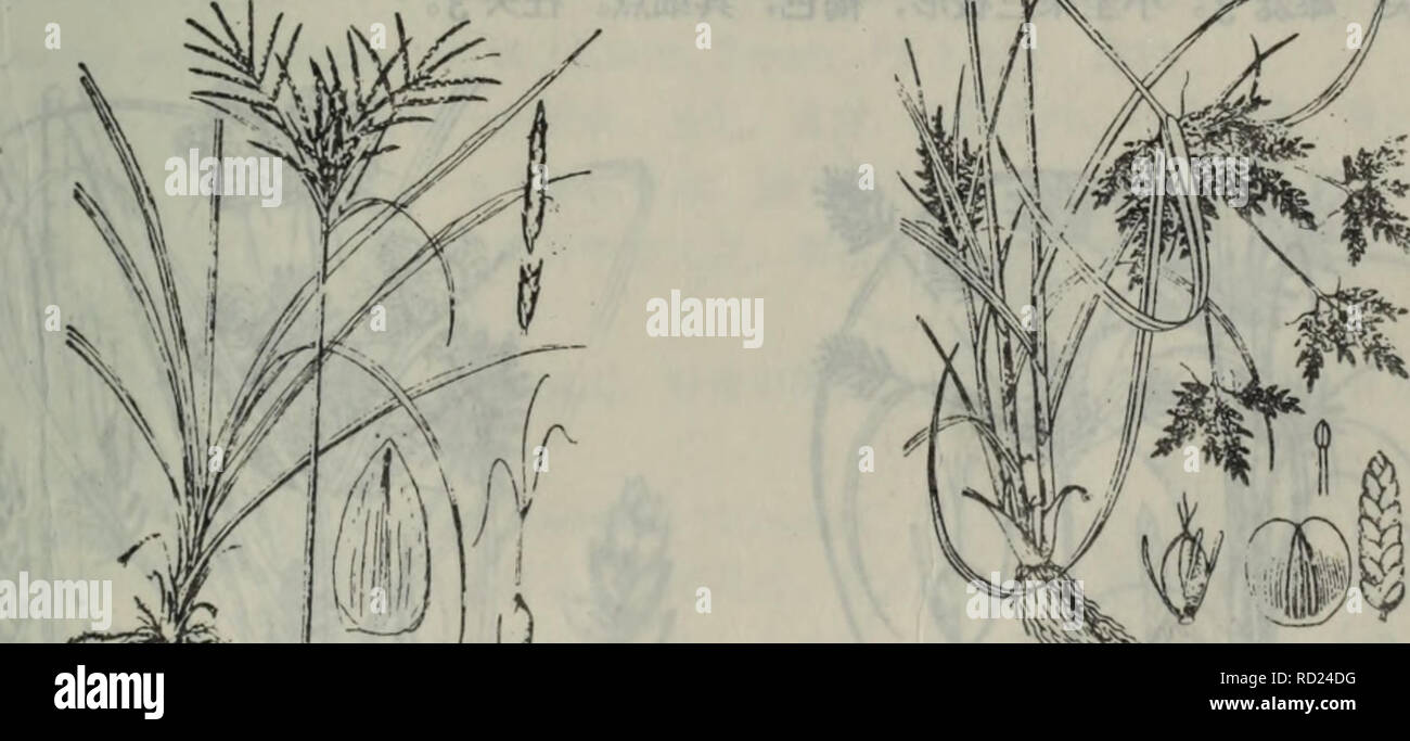 Da Lian Di Qu Zhi Wu Zhi Botany 9 A C C A Ae I C Aec A Ca C E Aºi I Ce C Ae C A Acaºc C Aeae A 9 Cc C Eec Difformis 8 E A Aeea E Aºc C Aea C I C A 1a 2a ªe A Aei C Aºe E A Acaºae A Aeae A Ae A 10ac Eºeec Nipponieoi A Ranch Et Sav 1 Ae Ee
