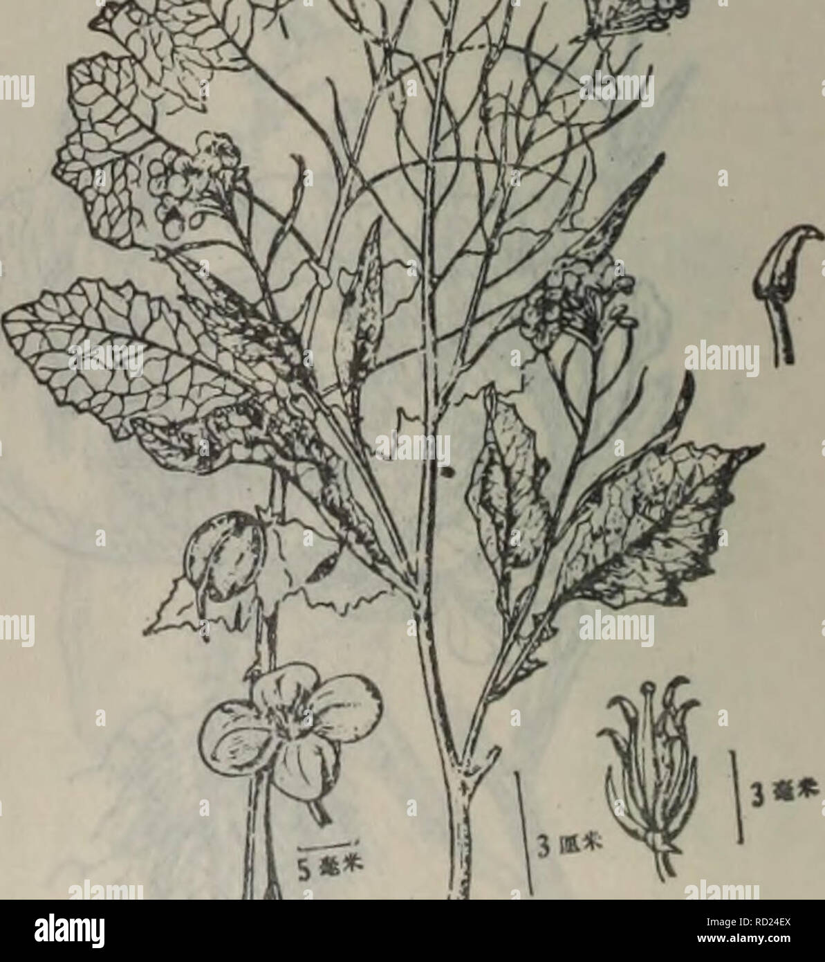Da Lian Di Qu Zhi Wu Zhi Botany M 309 Brassica Chinensis M 310 A I Ilikil Brassica Juncea L Coss Var Miilliceps Tsen Et Lee A J5 A W 254 Please