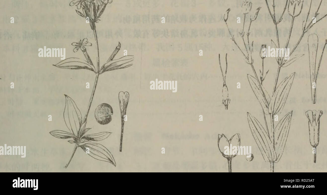 Da Lian Di Qu Zhi Wu Zhi Botany M 238e C4 Aº Saponaria Officinalis L A 239ca Ce V Accaria Segetalis Neck Garcke E Aei A 238 Saponaria Officinalis L Sp Pi 408 1753 A A Ceae e Ee Ai C E I Ae ªeµ I Aeaaec C Aeaeci E 30a90ata A Ci E Ac Ae Ea