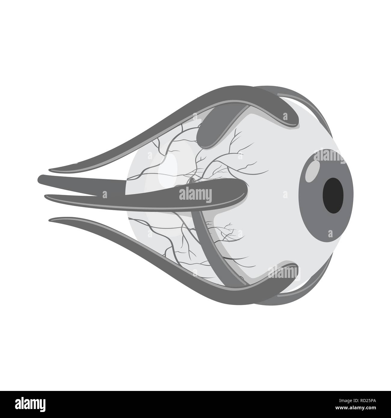 eyeball,eye,protection,treatment,prophylaxis,cornea,layers,structure