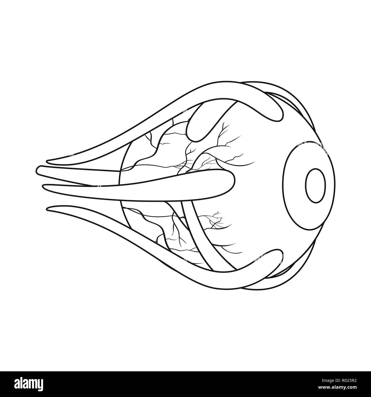 eyeball,eye,structure,eyesight,protection,treatment,prophylaxis,cornea ...