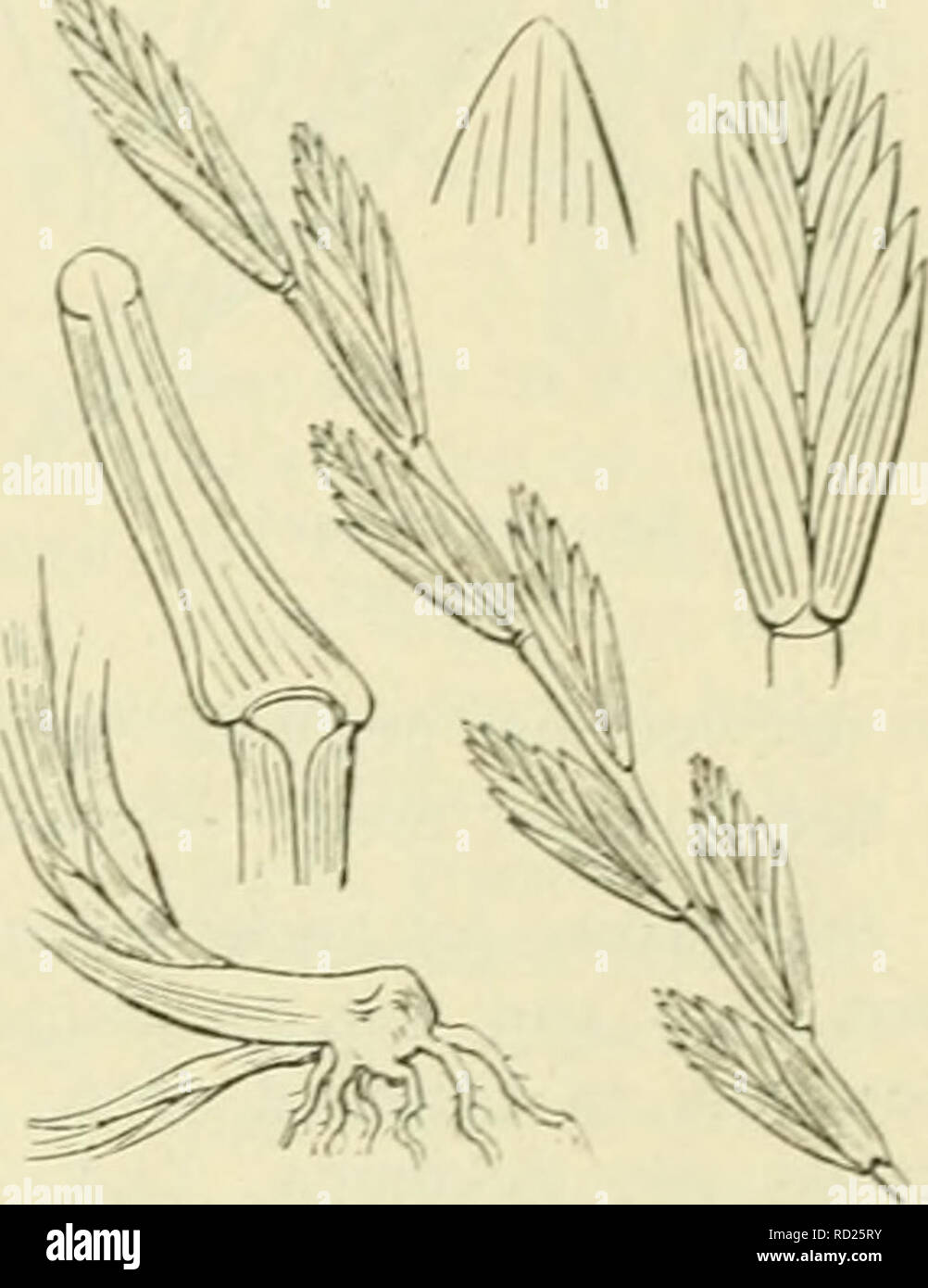 . De flora van Nederland. Plants. FAMILIE 18. â GRAMINAE. 551 A. Kelkkafjes 7-9-nervig. Bladnerven vrij dik, dicht bijeen, met vele rijen korte haren of knobbels bezet. Deze vorm gelijkt het meest op T. junceum, doch is in alle deelen kleiner en fijner en verder van haar te onder- scheiden, doordat de stengel meest slechts 3-6 dM hoog en dunner is, doordat de bladen een dunnere, vaak vlakke schijf hebben, wier nerven met minder talrijke, iets scherpe haren bezet zijn. De aar is stijf, de spil meest minder bros, vaak bijna taai. De aartjes zijn 5-8-bloemig, staan meest dicht bijeen, zijn rechto Stock Photo