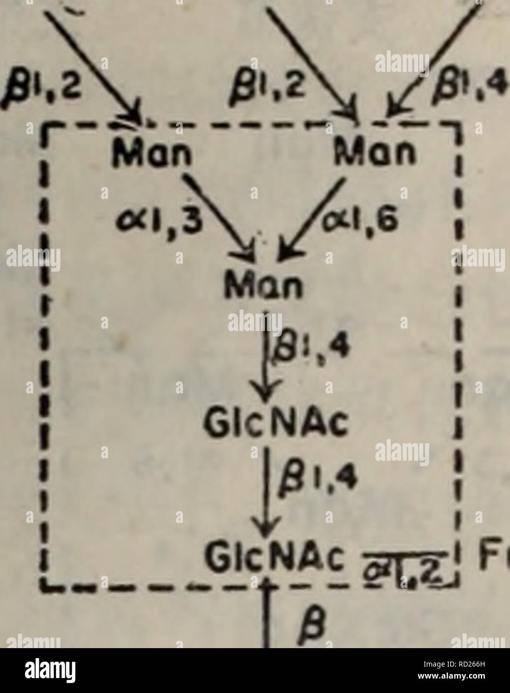 Dai Xie Tang Dan Bai Yu Dan Bai Ju Tang Jie Gou Gong Neng He Dai Xie Botany Man Man Man Man Ae Man 5a Sa Sa Gal Gal Gol A E 4