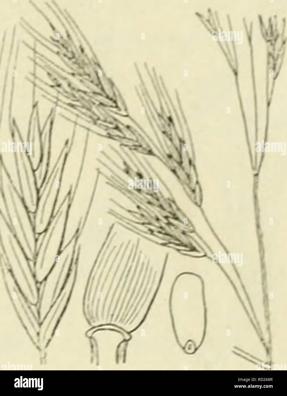 . De flora van Nederland. Plants. FAMILIE 18. — GRAMINAE. 527. Festuca gigantea Fig. 465. draagt 3-5 bladen, is glad en bijna tot aan den voet der pluim door de bovenste bladscheede omhuld. De bladen zijn in de jeugd opgerold, de onderste hebben een ruwe scheede en een meest 5-15 mM breede, aan den voet sterk geoorde, boven dof (iets grijs-)groene, van onderen donker- groene, glanzende, aan den rand zeer ruwe schijf. De pluim is groot, tot 4 dM lang, eirond tot langwerpig-eirond, ver afstaand, ten slotte over- hangend met dunne takken, waarvan de onderste takjes aan den voet hebben. De aartjes Stock Photo