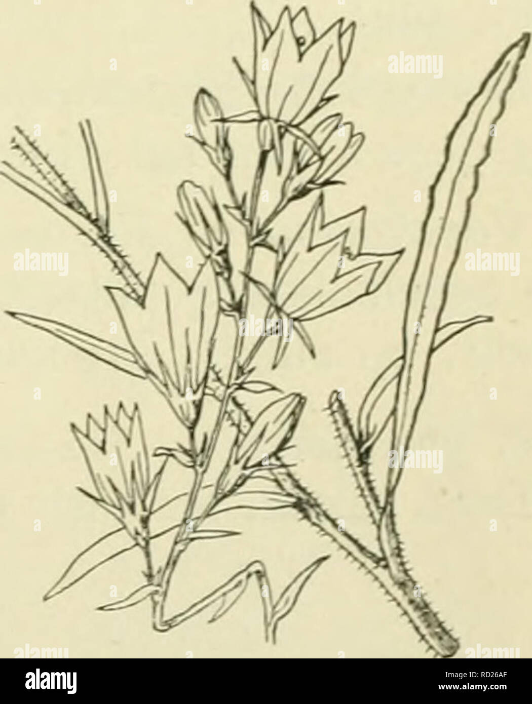 wang pakket longontsteking De flora van Nederland. Plants. Campanula patuia Fig. 357. zeldzaam  gevonden en waarschijnlijk was zij op die vindplaatsen steeds een  verwilderde sierplant. C patuia') L. Weideklokjc (fin. 357). Deze plant  heeft