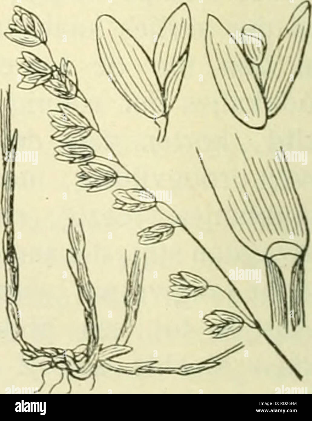 . De flora van Nederland. Plants. Melica ciliata Fig. 435.. Melica nutans Fisj. 436. 1) ciliata = gewimperd. -) nutans = knikkend.. Please note that these images are extracted from scanned page images that may have been digitally enhanced for readability - coloration and appearance of these illustrations may not perfectly resemble the original work.. Heukels, Hendrik, 1854-1936. Leiden : N. v. boekhandel en drukkerij voorheen D. J. Brill Stock Photo