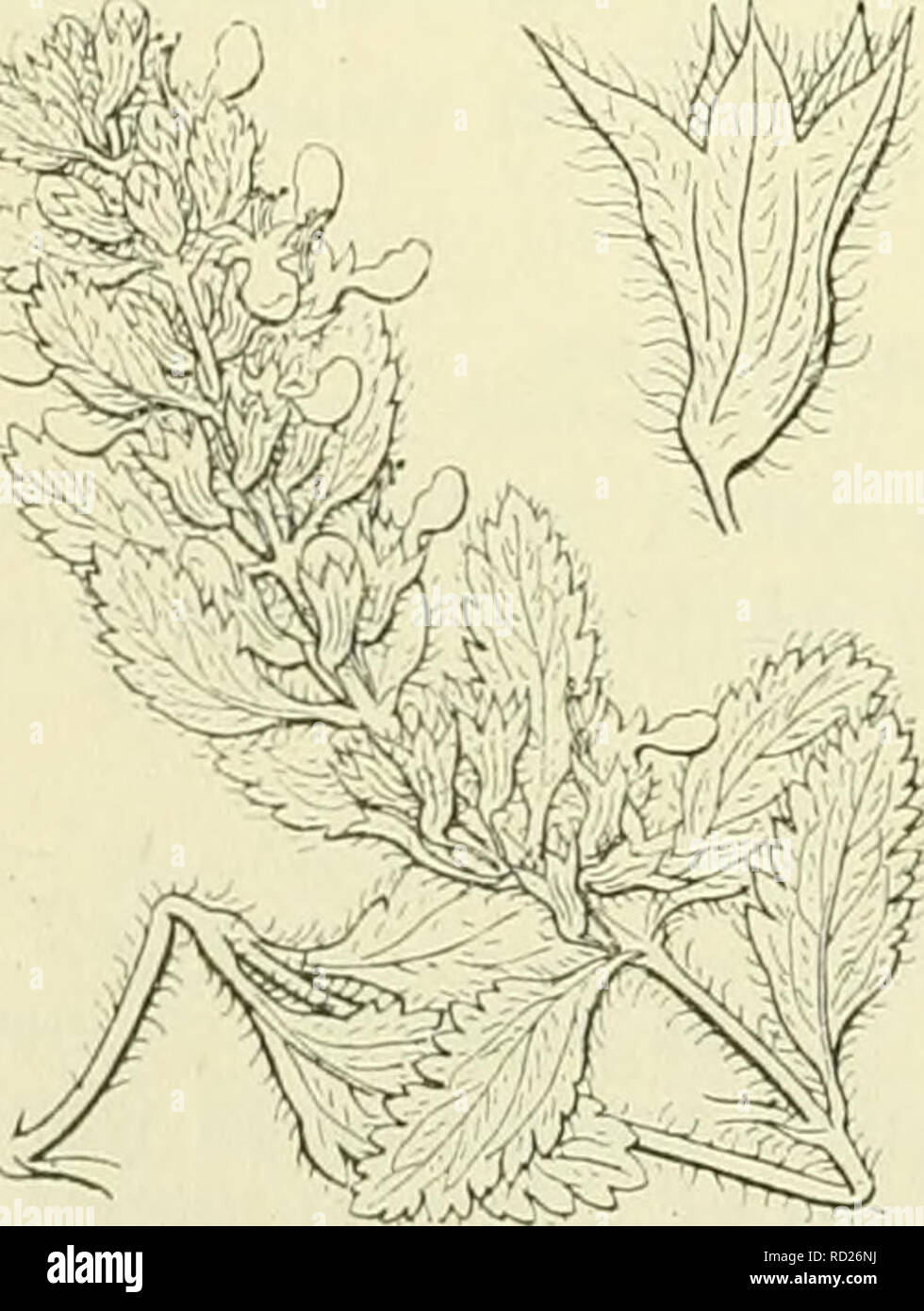 . De flora van Nederland. Plants. Teucrium Scordium Fig. 312. T. Chamaédrys-) L. Gamander (fig. 313). Deze plant is half heesterachtig en heeft een wortelstok met lange, gele uitloopers. Er zijn vele, dunne, aan den voet liggende, doch naar boven, evenals de takken, opstijgende stengels, die kortbehaard zijn (soms geheel, soms ook 2-rijig behaard). De bladen zijn iets stijf, ovaal tot langwerpig, wigvormig in den korten steel versmald, stomp, ingesneden gekarteld (zij komen in vorm met een klein eikenblaadje overeen), van boven glanzend, eenigszins kort behaard, van onderen grijsschilferig. ^  Stock Photo