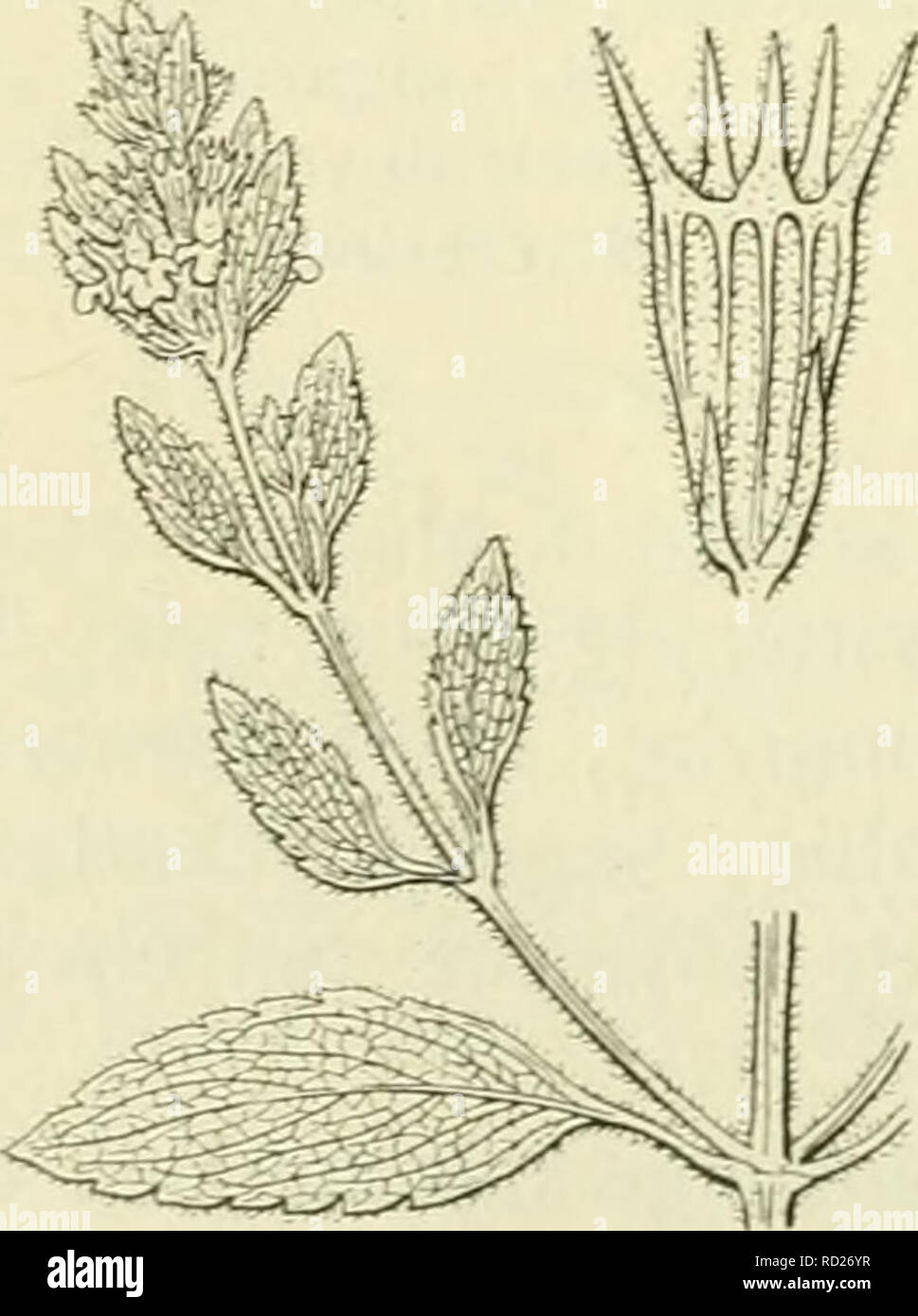 . De flora van Nederland. Plants. Marrubium vulgare F ie;. 293. schutblaadjes (fig. 293). De kelk (fig. 293) is wollig behaard met 5 tusschen- tanden tusschen de gewone. De bloemkroon is wit en heeft een rechtop- staande, bijna rechte, Hjnvormige bovenlip, die in 2 smalle slippen is gespleten, de onderlip is neergebogen, veel breeder, 3-lobbig, de midden- lob is langer en breeder dan de zijlobben, stomp uitgerand, terwijl de zijlobben kort, smal en vrij spits zijn. De vruchten zijn lichtbruin, kaal, omgekeerd eirond. 3-6 dM. 2].. JuliâHerfst. Biologische bijzonderheden. Daar de meel- draden en Stock Photo