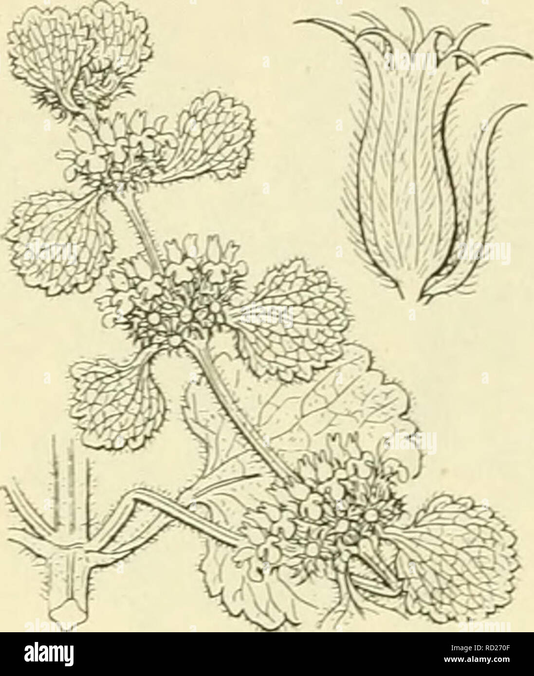 . De flora van Nederland. Plants. 240 â LABIATAE. FAMILIE 95.. Marrubium vulgare F ie;. 293. schutblaadjes (fig. 293). De kelk (fig. 293) is wollig behaard met 5 tusschen- tanden tusschen de gewone. De bloemkroon is wit en heeft een rechtop- staande, bijna rechte, Hjnvormige bovenlip, die in 2 smalle slippen is gespleten, de onderlip is neergebogen, veel breeder, 3-lobbig, de midden- lob is langer en breeder dan de zijlobben, stomp uitgerand, terwijl de zijlobben kort, smal en vrij spits zijn. De vruchten zijn lichtbruin, kaal, omgekeerd eirond. 3-6 dM. 2].. JuliâHerfst. Biologische bijzonderh Stock Photo