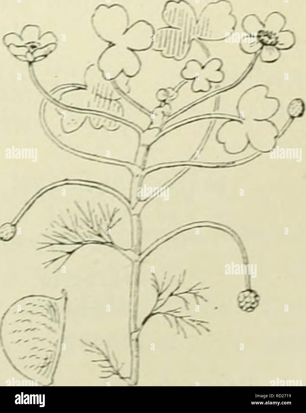 . De flora van Nederland. Plants. i 3] Batrachium trichophyllum Fig. 234. is half. Batrachium heterophyllum Fig. 235. ') tripartitum = driedeeli.y. -) salinum = zoutminnend. ') aquatile = in of langs water groeiend. ') lieterophyllum = verschillendbiadig. ^) trichophyllum â haar- bladig. 'â ) het verkleinwoord van rana: kikvorsch dus kikvorschje. en slaat op het groeien van vele soorten bij het water, soms zelfs ten deele er in.. Please note that these images are extracted from scanned page images that may have been digitally enhanced for readability - coloration and appearance of these illust Stock Photo