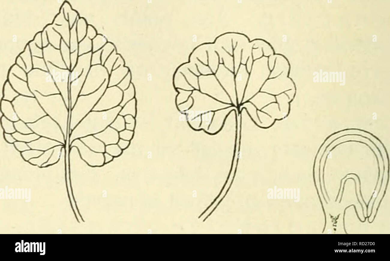 Bladmoes hi-res stock photography and images - Alamy, image size:1300x873