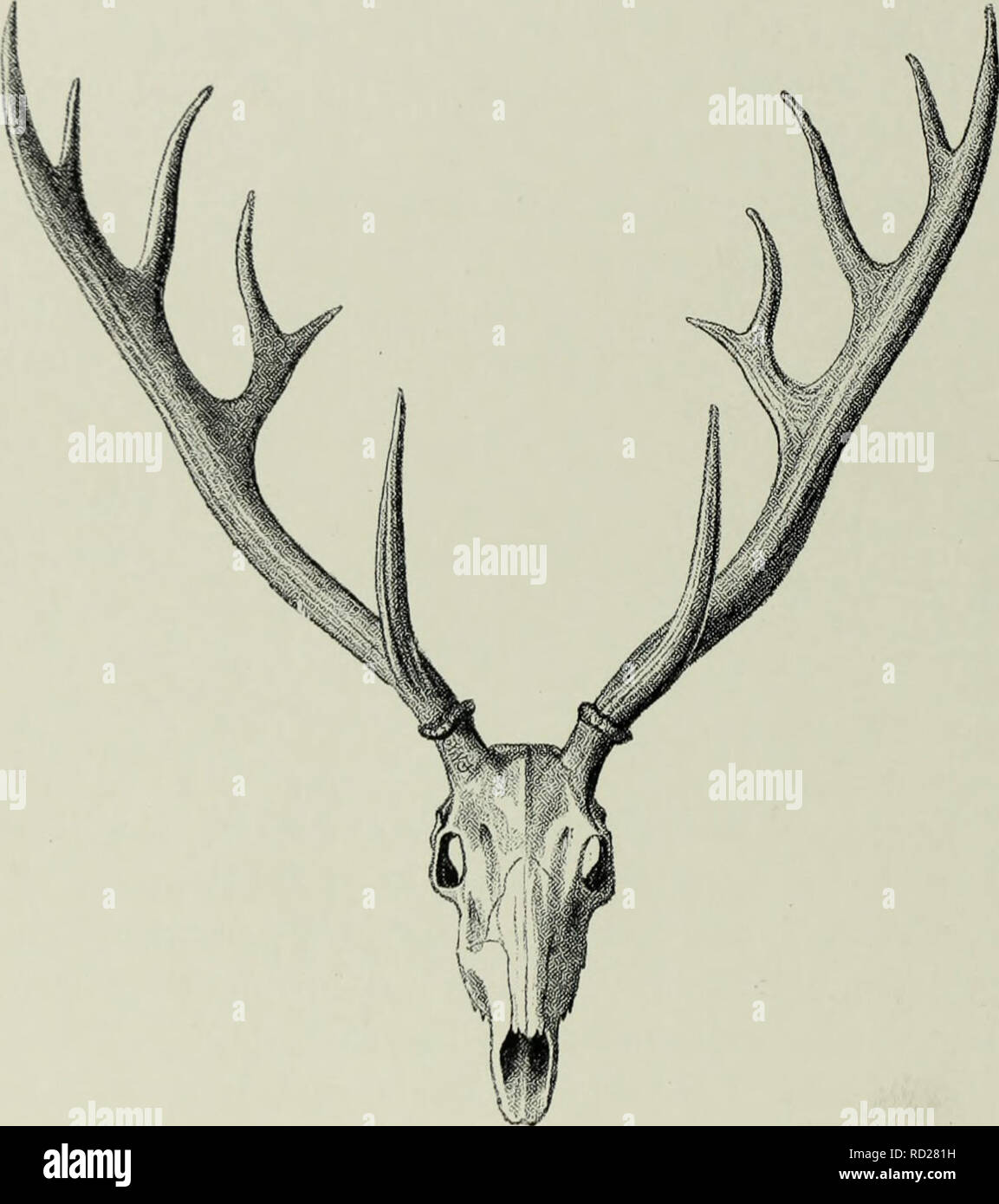 Hangul deer india hires stock photography and images Alamy