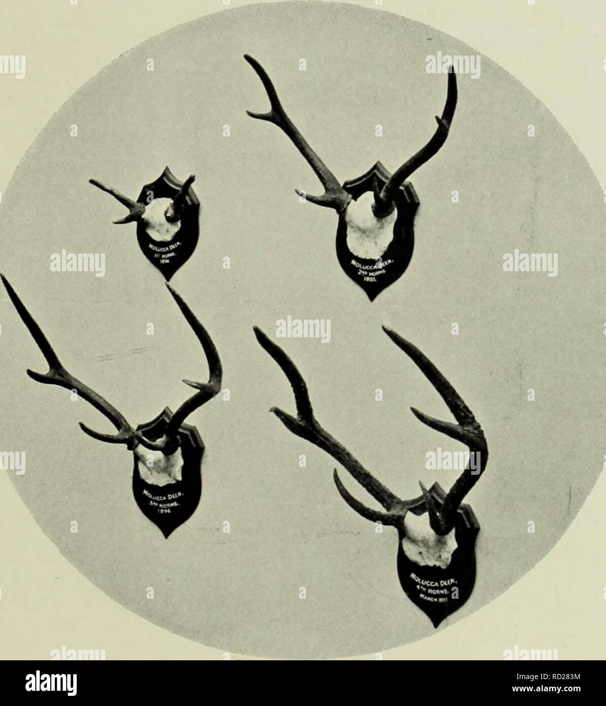 . The deer of all lands; a history of the family Cervidæ living and extinct. Deer; Deer, Fossil; Cervidae; Cervidae, Fossil. Moluccan Rusa 169 Malayan deer was numerous in the forest and plantations of this part of the island. It furnishes a permanent livelihood to a tribe of Gilolo Alfuros, who have been settled in Batchian for many generations. Living for the most part in the hills, they kill and smoke the deer, and bring the meat into the villages for sale. We were fortunate enough to assist at one of their hunts, in which no other weapon but the spear is used. The side of a large ravine wh Stock Photo