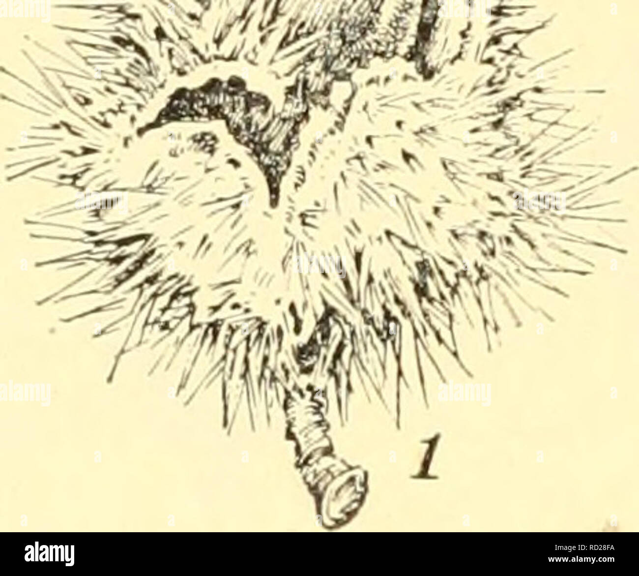Elementary Biology An Introduction To The Science Of Life Biology 3i6 Elementary Biology 370 Protection Of Seed As Living Things Seeds Are Exposed To Destruction By Other Plants Or By Animals