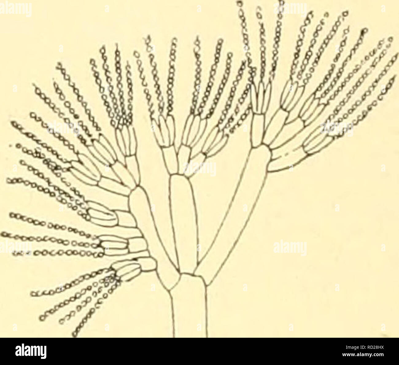 res stock photography and images Biology Diagrams