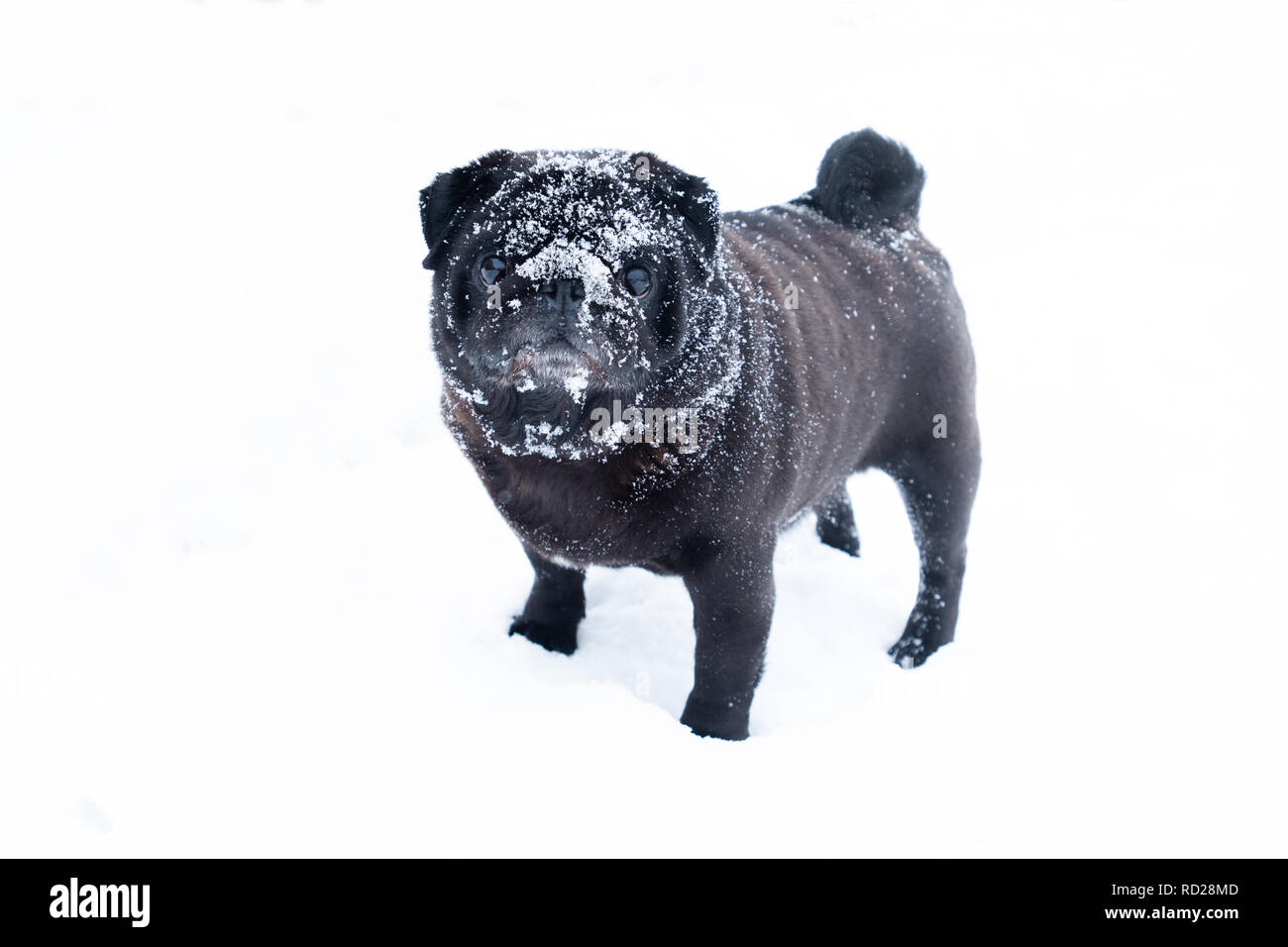 Cute dog pub breed black funny cute winter snow Stock Photo