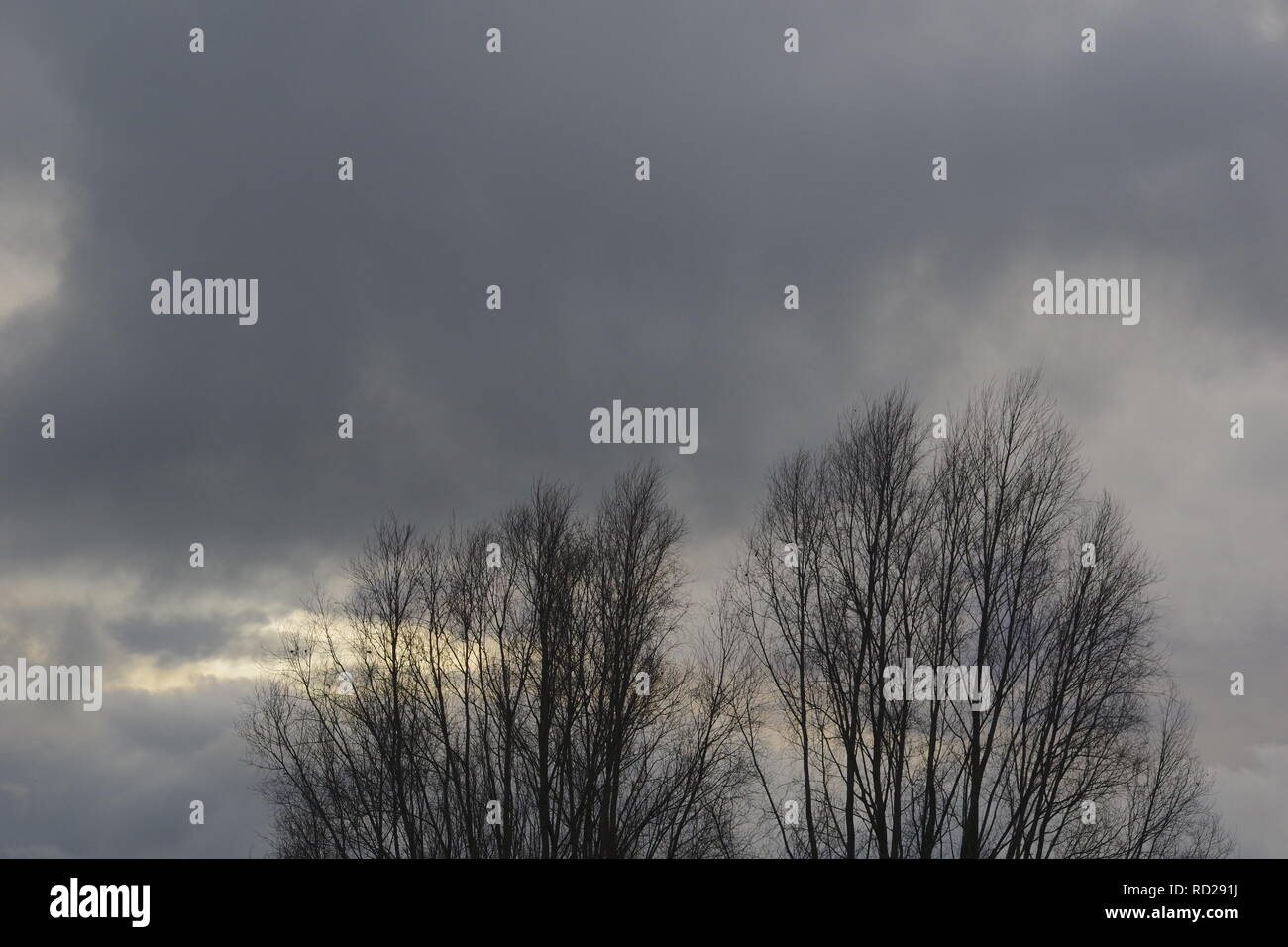 Leafless tree skeletons hi-res stock photography and images - Alamy