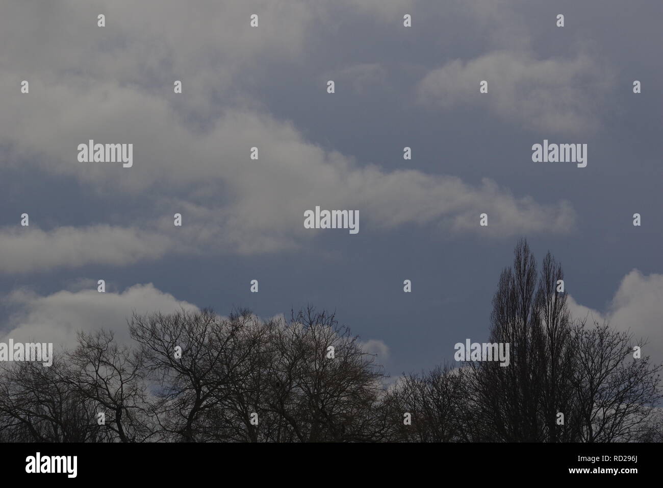 Leafless tree skeletons hi-res stock photography and images - Alamy