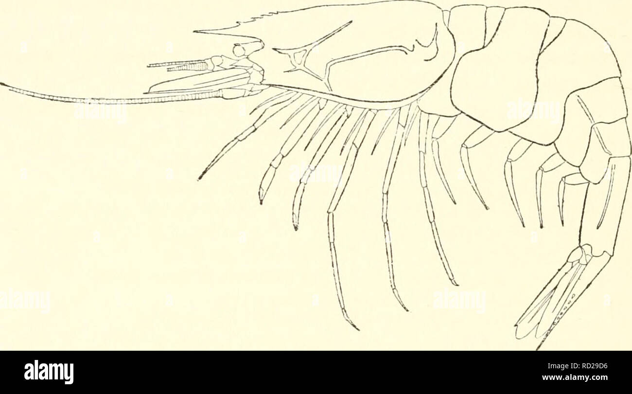 . Decapod crustaceans of the northwest coast of North America ... Crustacea -- North America. 28 RATHBUN HYMENODORA FRONTALIS Rathbun. Hyjnenodora frontalis Rathbun, Proc. U. S. Nat. Mus., xxiv, 904, 1902. Integument very thin, but firmer than in H. glacialis; covered with fine wrinkles or rugose lines. Carapace and rostrum more than half as long as abdomen; median carina extending almost or quite to the mid- dle of the carapace, and advanced in a rostrum which is unusually long for the genus, being from two fifths to one half as long as the remainder of the carapace, and reaching the end or a Stock Photo