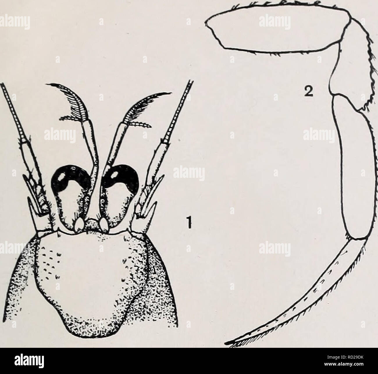 . Decapoda reptantia of the coasts of Ireland. Decapoda (Crustacea). Sci. Invest. I. '21. PL VIIL. Please note that these images are extracted from scanned page images that may have been digitally enhanced for readability - coloration and appearance of these illustrations may not perfectly resemble the original work.. Selbie, C. M. London Stock Photo