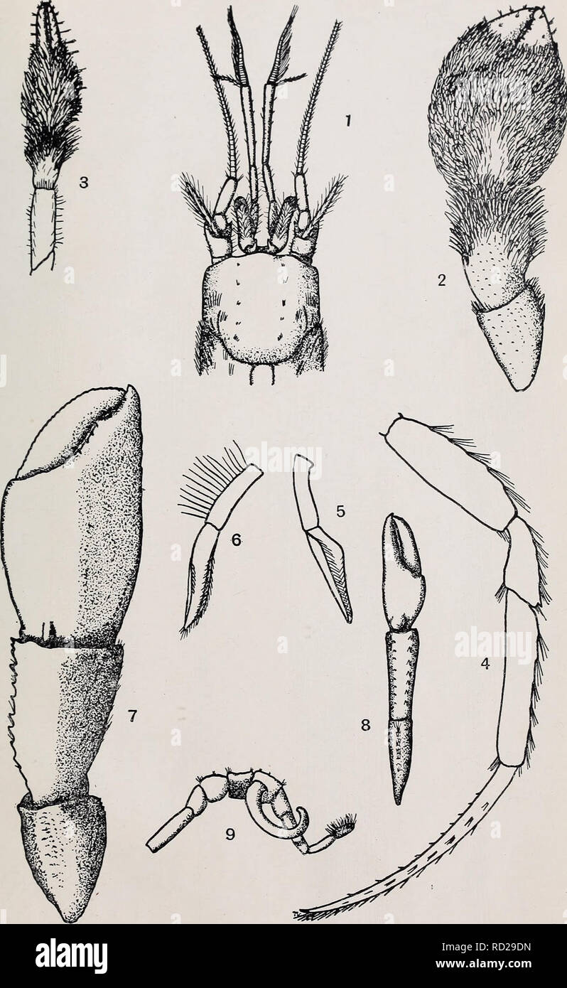 . Decapoda reptantia of the coasts of Ireland. Decapoda (Crustacea). Sci. Invest. I. '21. PL VIL. C.M.S. del. Figs. 1-6.—Parapagurus pilosimanus. Figs. 7-9.—Anapagurus laevis.. Please note that these images are extracted from scanned page images that may have been digitally enhanced for readability - coloration and appearance of these illustrations may not perfectly resemble the original work.. Selbie, C. M. London Stock Photo