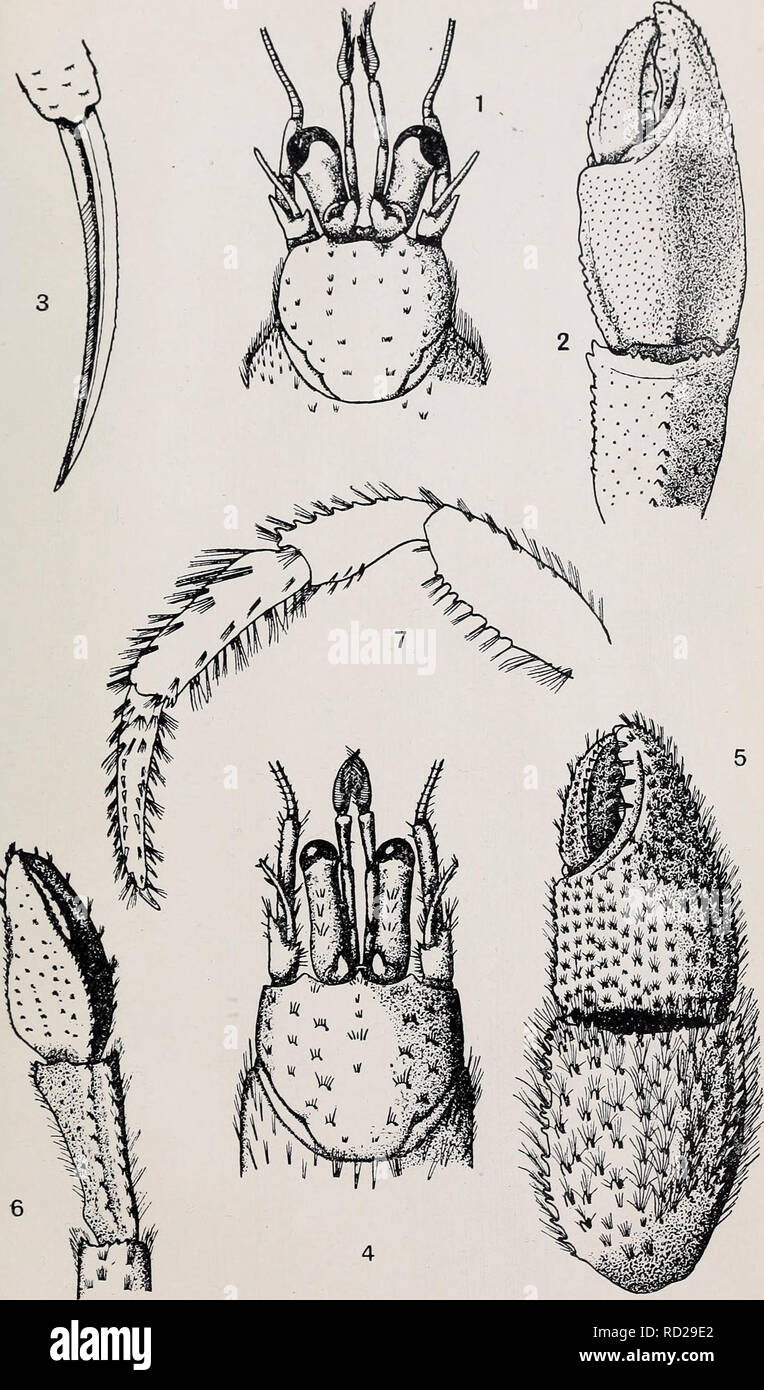 . Decapoda reptantia of the coasts of Ireland. Decapoda (Crustacea). Sci. Invest. I. '21 PL IL. C.M.S. del. Figs. 1-3.—Eupagurus Prideauxi. Figs. 4-7.—Eupagurus pubescens.. Please note that these images are extracted from scanned page images that may have been digitally enhanced for readability - coloration and appearance of these illustrations may not perfectly resemble the original work.. Selbie, C. M. London Stock Photo