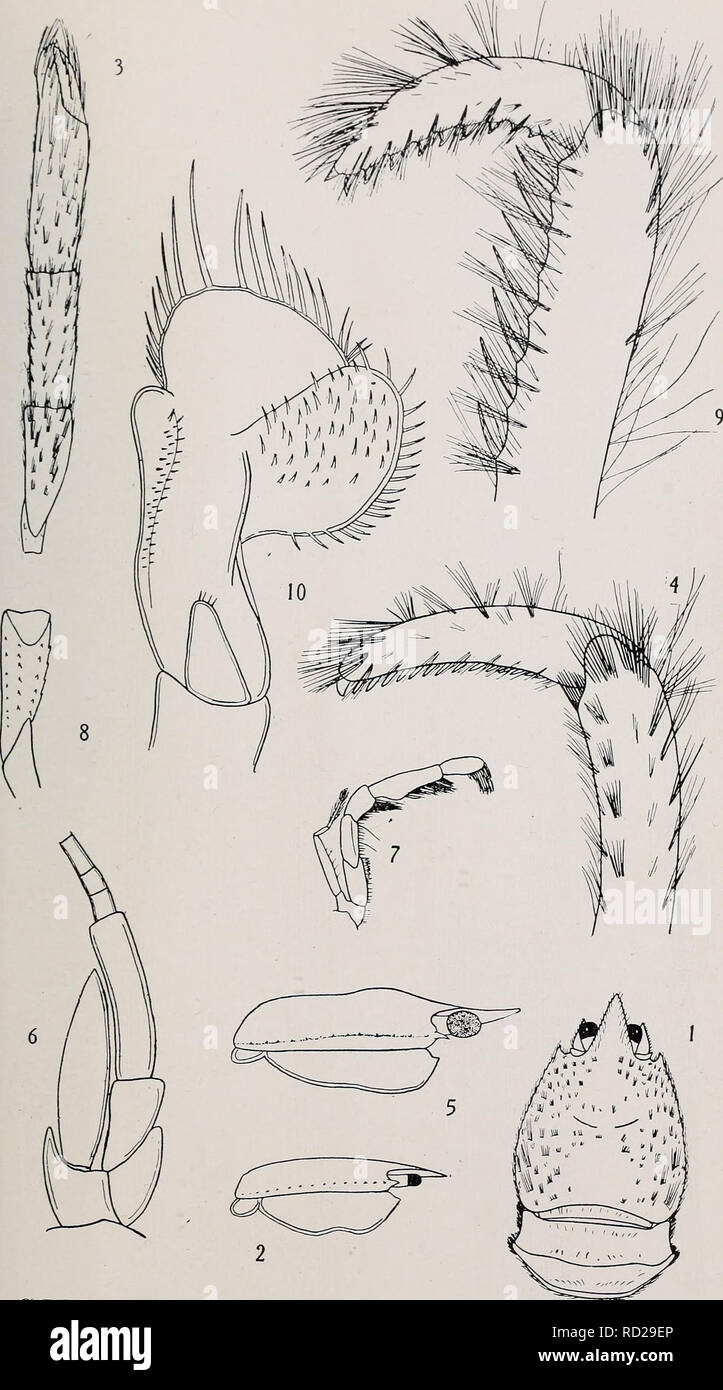 . Decapoda reptantia of the coasts of Ireland. Decapoda (Crustacea). I. '14. PL viii.. C.M.S. del. Figs. 1-4, Figs. 5-10. -Uroptychus rubrovittatus. -U. nitidus, var. concolor.. Please note that these images are extracted from scanned page images that may have been digitally enhanced for readability - coloration and appearance of these illustrations may not perfectly resemble the original work.. Selbie, C. M. London Stock Photo