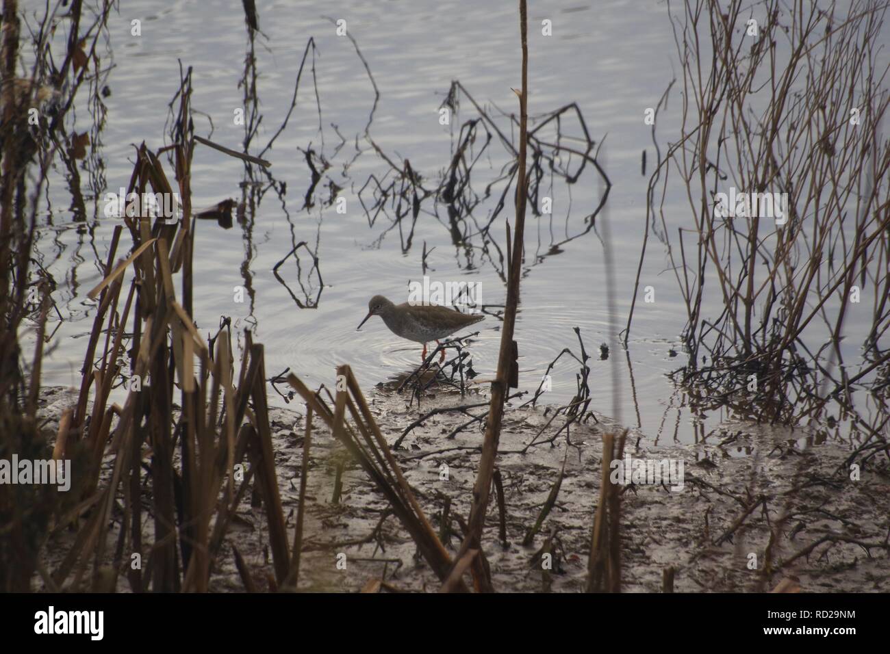 Common Redshank (Tringa totanus), Wading Bird in a Reed Covered Muddy ...