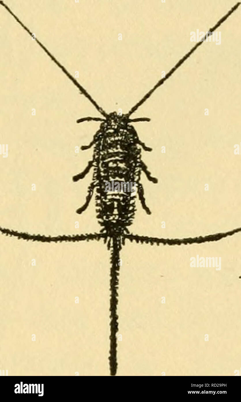 Mallophaga Stock Photos & Mallophaga Stock Images Alamy