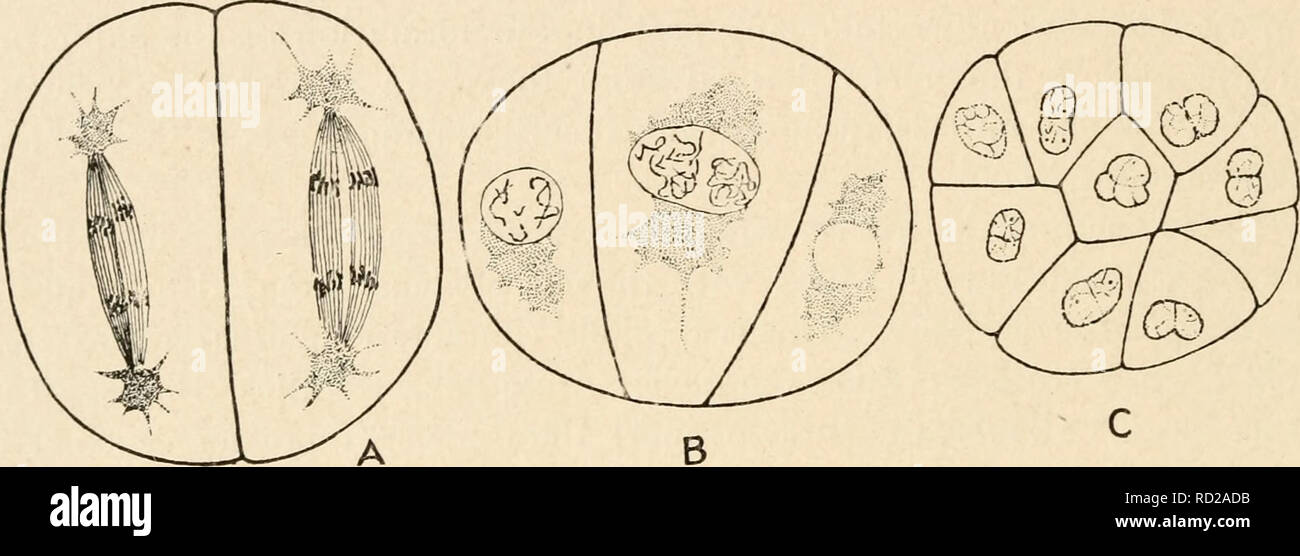 . Cytology, with special reference to the metazoan nucleus. Cells. 78 CYTOLOGY CHAP. of the early cleavage stages are double, each portion being the direct descendant of one of the gamete nuclei. Each constituent of such a double nucleus is called a gonomere. In prophase each gonomere forms its chromosomes separately from the other. The two groups of chromosomes thus formed are usually indistinguishable from one another after the break-down of the nuclear membrane, but in telophase they become recognizable again owing to the fact that the group of chromosomes derived from each gonomere again f Stock Photo