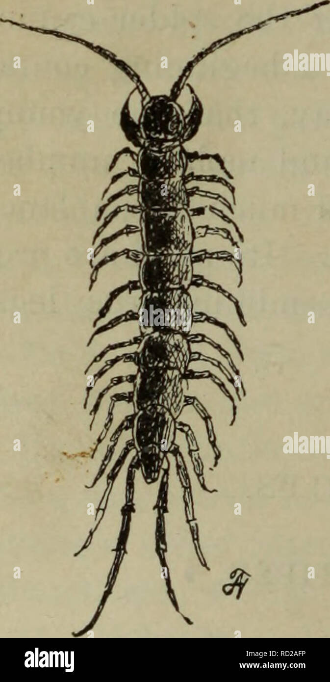 . Elementary lessons in zoölogy : a guide in studying animal life and ...