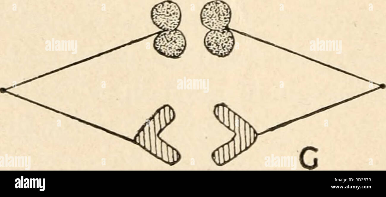 . Cytology, with special reference to the metazoan nucleus. Cells. Fig. 15. Diagram of the principal stages of meiosis by parasyndesis. Two pairs of homologous chromosomes are shown, the members of one pair being stippled, and those of the other cross-striped. A, pre-meiotic prophase, showing the four separate chromosomes ; B, leptotene ; C, pachytene ; D, diplotene stages; E, diakinesis, showing the evolution of the definitive bivalents ; F, meiotic metaphase ; G, metaphase of second division of the meiotic phase in the secondary spermatocyte formed from the upper daughter nucleus derived fro Stock Photo