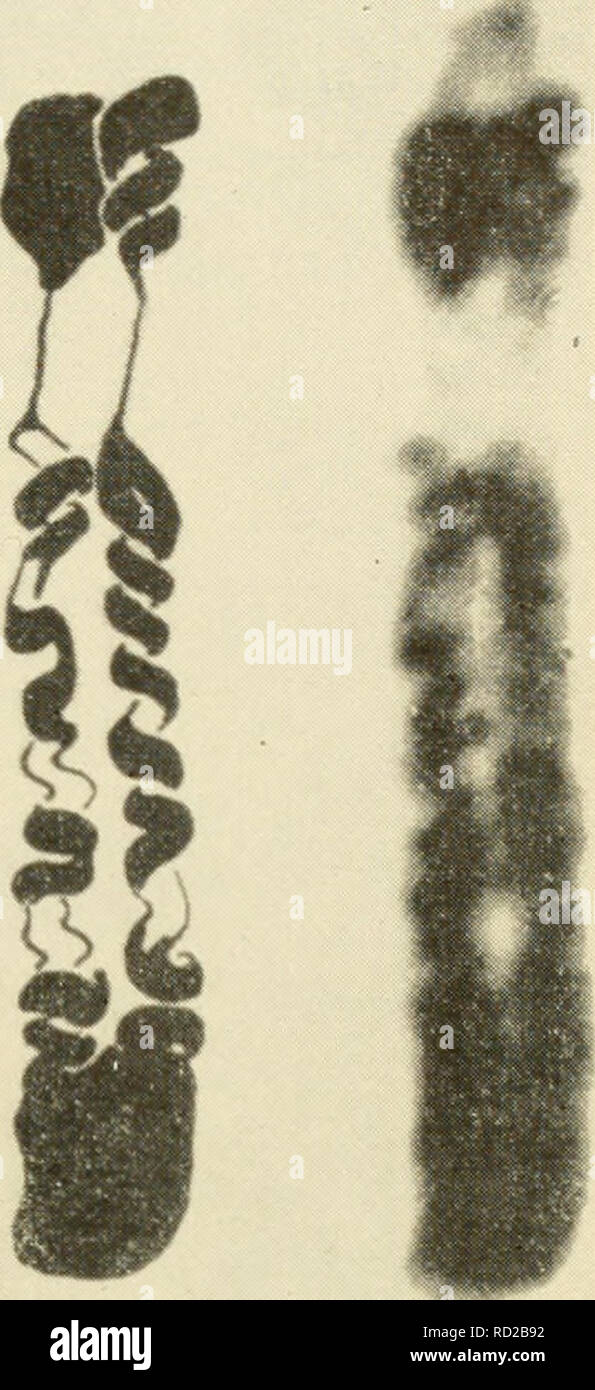 . Cytology. Cytology.  ^. Figure 7-1. Interpretative Drawing and Photomicrographs of Metaphase Chromosome from Allium Root Tip Showing Nature and Direction of Coil- ing in Sister Chromatids. (From Wilson, G. B. and Coleman, P. G., 1952. &quot;The Ontogeny of Chromosome and Chromonema Spirals. A Re-evaluation,&quot; Cytologia, 17. Figs. 1 and 2, Plate IV.) The most complete hypothesis of the torsion school has been ad- vanced by Darlington (1937). In brief, his idea is that a molecular coil through torsion gives rise to an internal coil in the opposite direction, which in meiosis produces the m Stock Photo