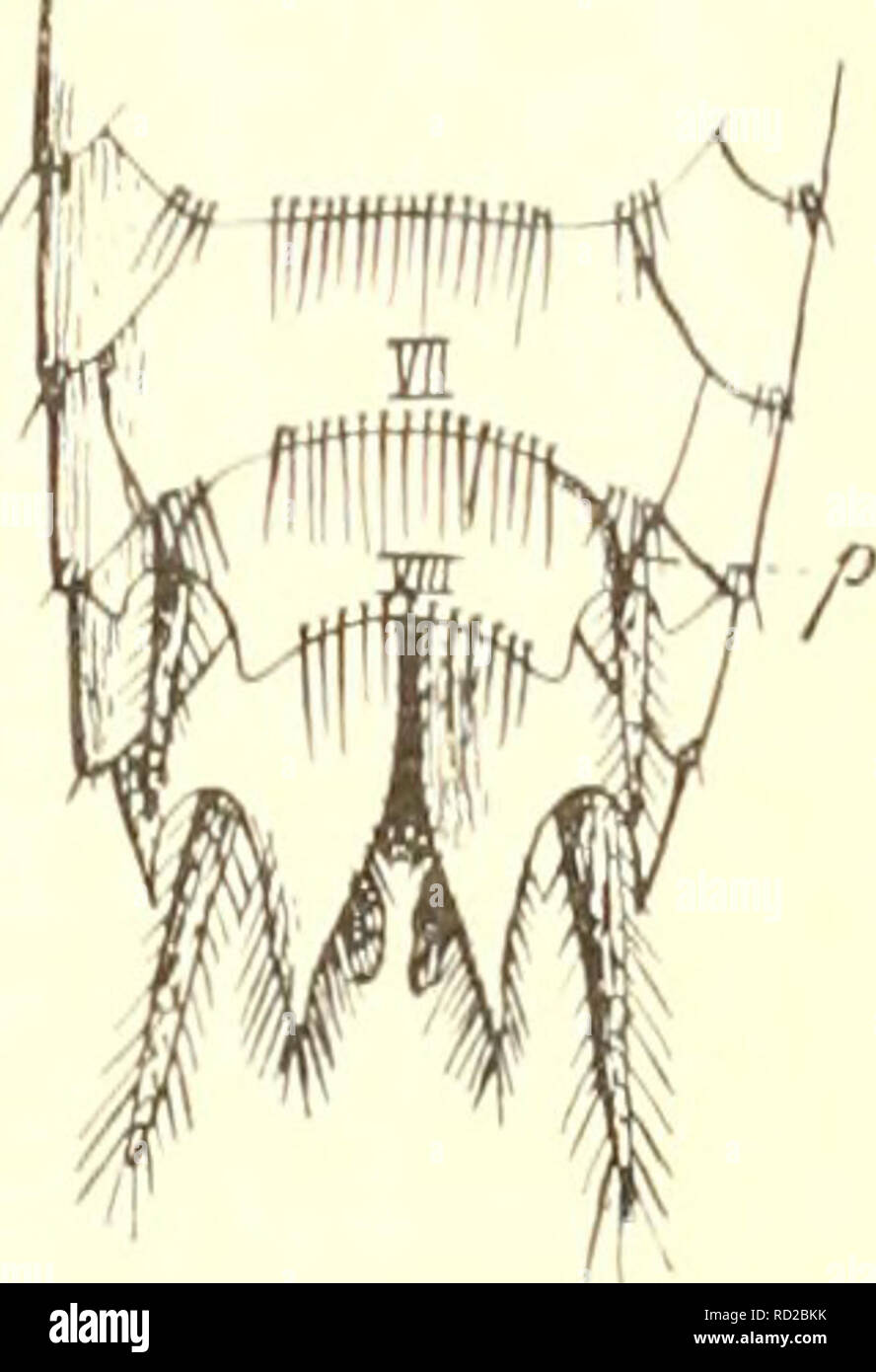 . Das system der lepismatiden. Lepismatidae; Thysanura. Fig. 17. L