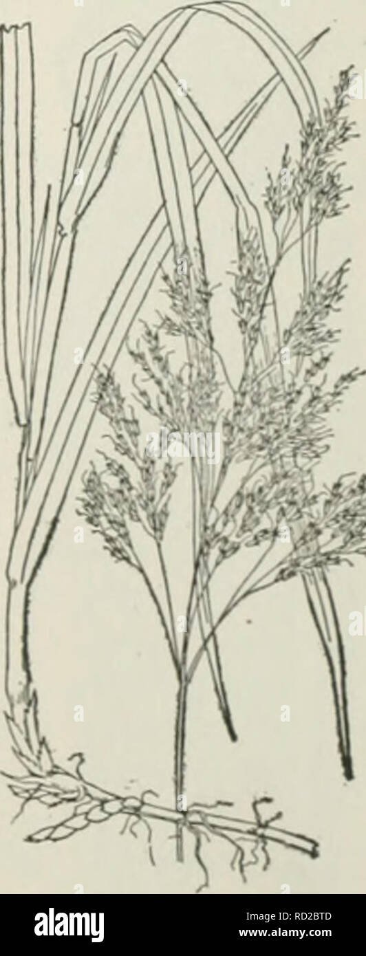 . Cyclopedia of farm crops : a popular survey of crops and crop-making methods in the United States and Canada. Agriculture -- Canada; Agriculture -- United States; Farm produce -- Canada; Farm produce -- United States. Fig. 517. Sugar-cane (Saccharum officinarum). original of the cultivated sorghum. vulgare, Pers. (Andropo- gon Sorghum, Brot.). Sor- ghum. (Fig. 519.) Differs from the preceding in its larger size, annual roots without rootstocks, and usually large fruit and seed. The panicle varies much in shape in the different varieties. This is the species usually referred to as &quot;mille Stock Photo