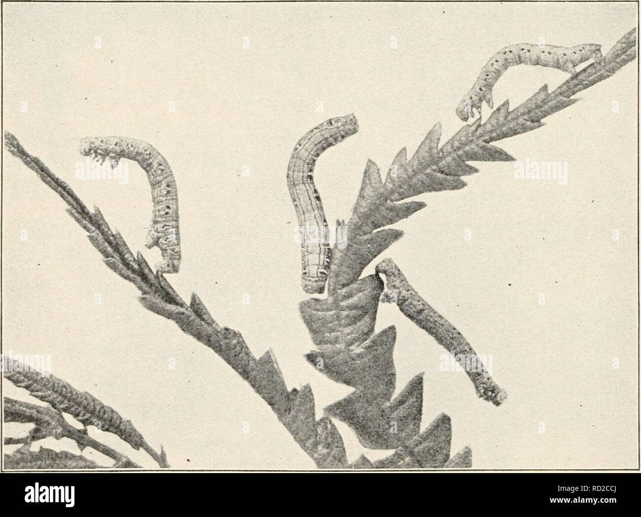 . Elementary entomology. Insects. FIG. 307. Caterpillar of Nerice bidentata feeding on leaf, showing resemblance of contour to edge of leaf (After Packard). FIG. 308. The chain-dotted geometer feeding on sweet-fern. (Slightly reduced) 196. Please note that these images are extracted from scanned page images that may have been digitally enhanced for readability - coloration and appearance of these illustrations may not perfectly resemble the original work.. Sanderson, Dwight, 1878-1944; Jackson, C. F. (Cicero Floyd), b. 1882. Boston, New York [etc. ] Ginn and Company Stock Photo