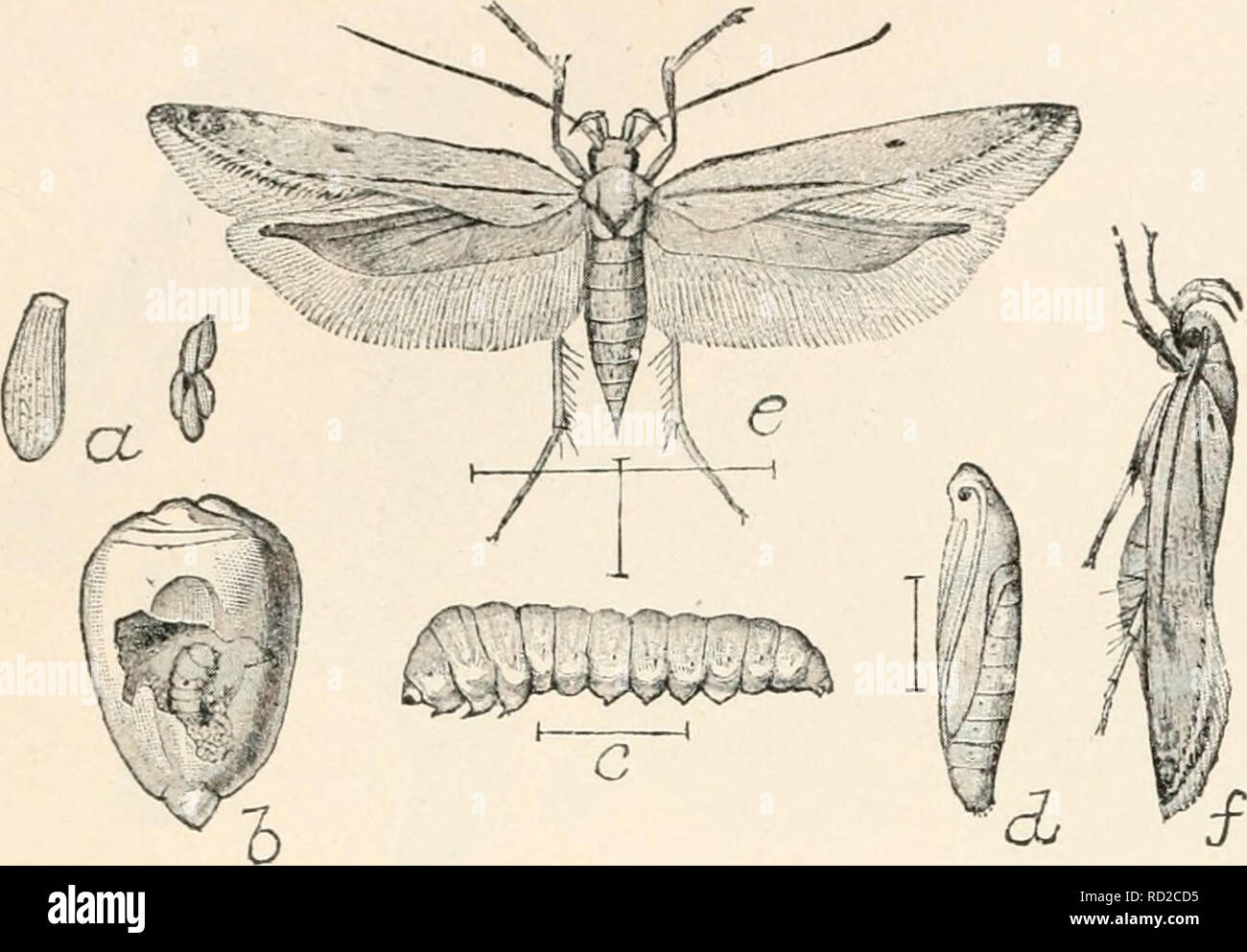 . Elementary entomology. Insects. i86 ELEMENTARY ENTOMOLOGY -.. .'.'/. from the shapes of the cases. Nearly related to them are the little clothes moths, the plague of every housekeeper, which feed on woolens, furs, etc. There are several species: one makes a case of bits of food fastened to- gether with silk, another builds a tube, and a third feeds unprotected. The more common forms are of a brown color and FlG. 288. The angumois grain-moth (Sitotroga cerealella may be distin- 01.). (Enlarged) guished from other rt, eggs ; b, larva at work ; c, larva ; d, pupa ; &lt;?,/, moth. (After srrlall Stock Photo