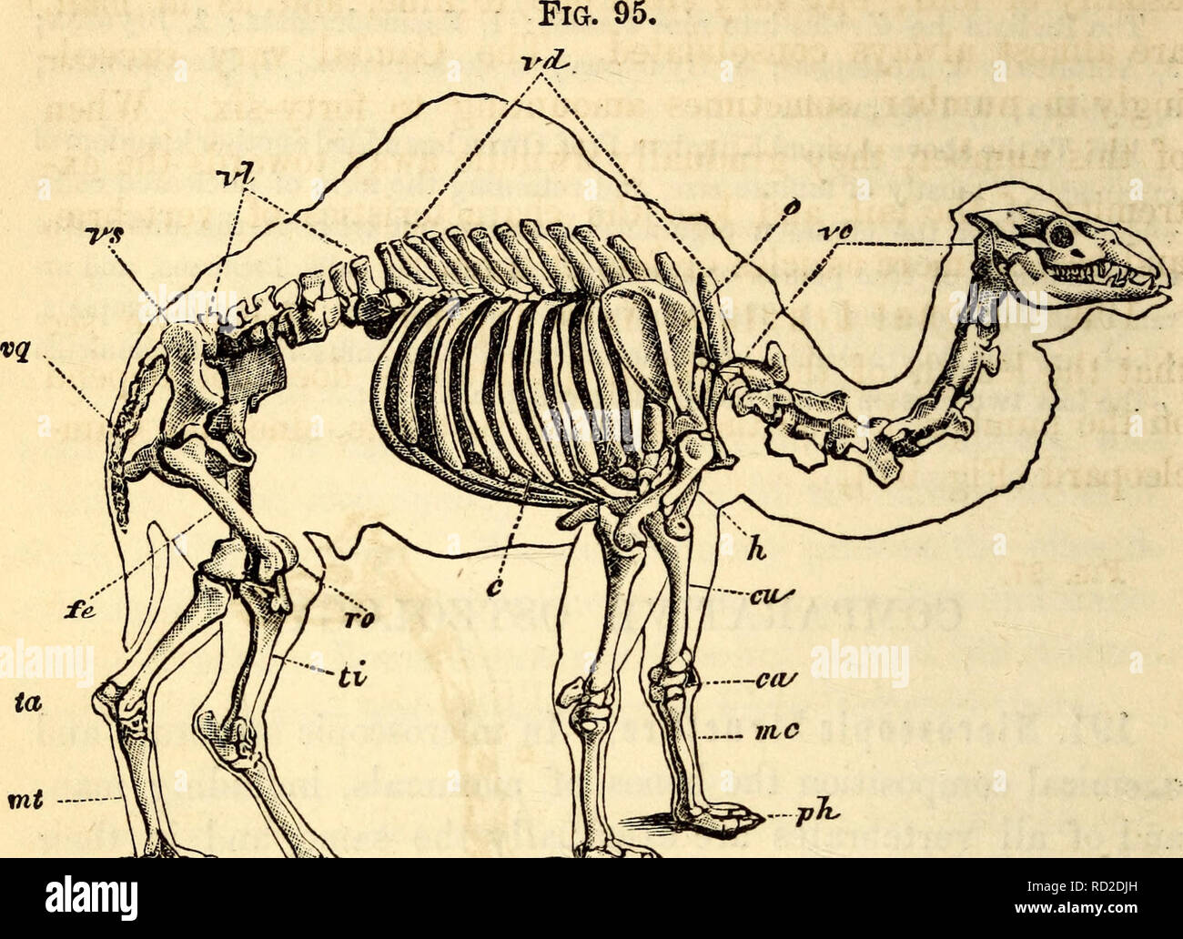 . Elementary anatomy and physiology : for colleges, academies, and other schools. Anatomy; Physiology. 86 hitchcock's anatomy. Skeleton of the Camel. c. Cervical Vertebra*. «. d. Dorsal Vertebra. * h bar Vertebra*. 8. Sacral Vertebras. *. f. Caudal Vertebra, o. Scapula, h. I rus. c. Ribs. cu. Ulna. ca. Carpus, m. c. Metacarpus, ph. Phalanges, fe. b ro. Patella, ti. Tibia, fa. Tarsus, m, t. Metatarsus, cl. Clavicle. Fig. 96.. Please note that these images are extracted from scanned page images that may have been digitally enhanced for readability - coloration and appearance of these illustratio Stock Photo