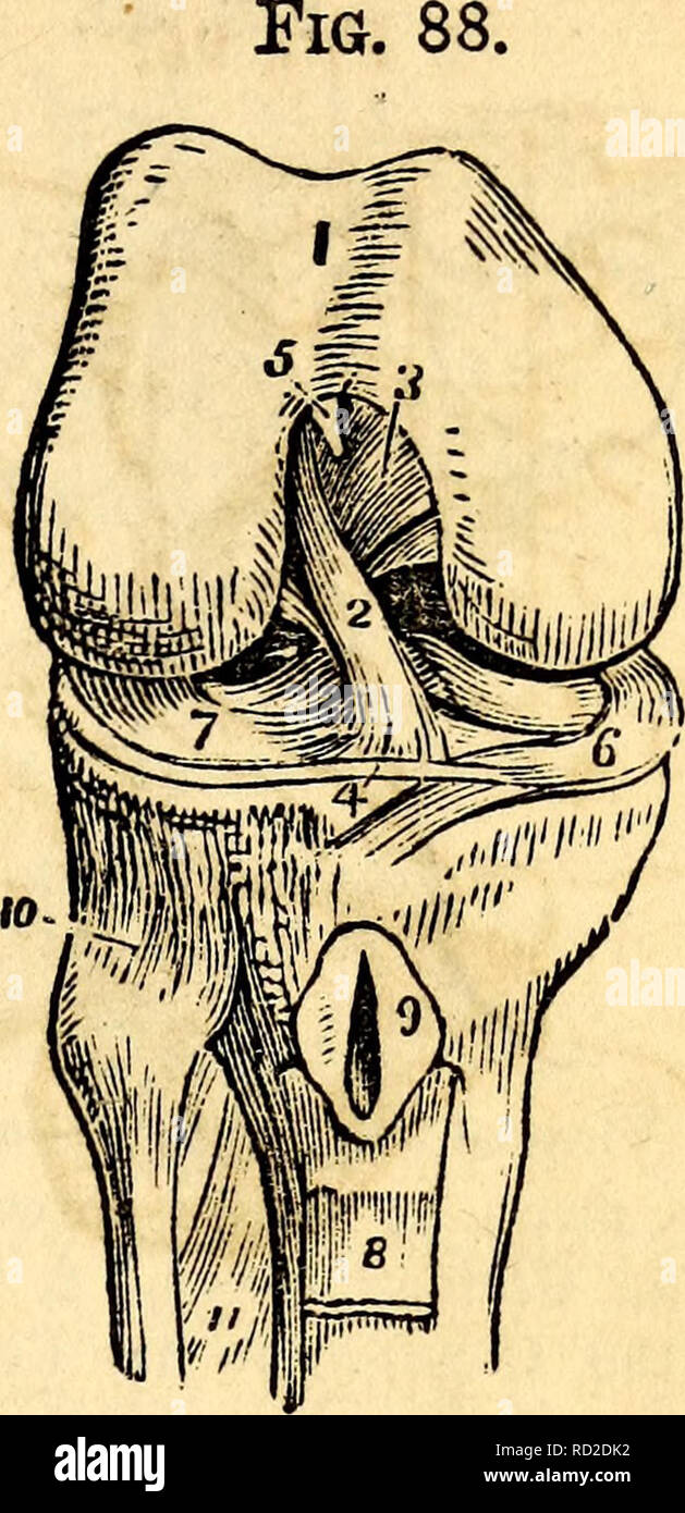 sciatic notch