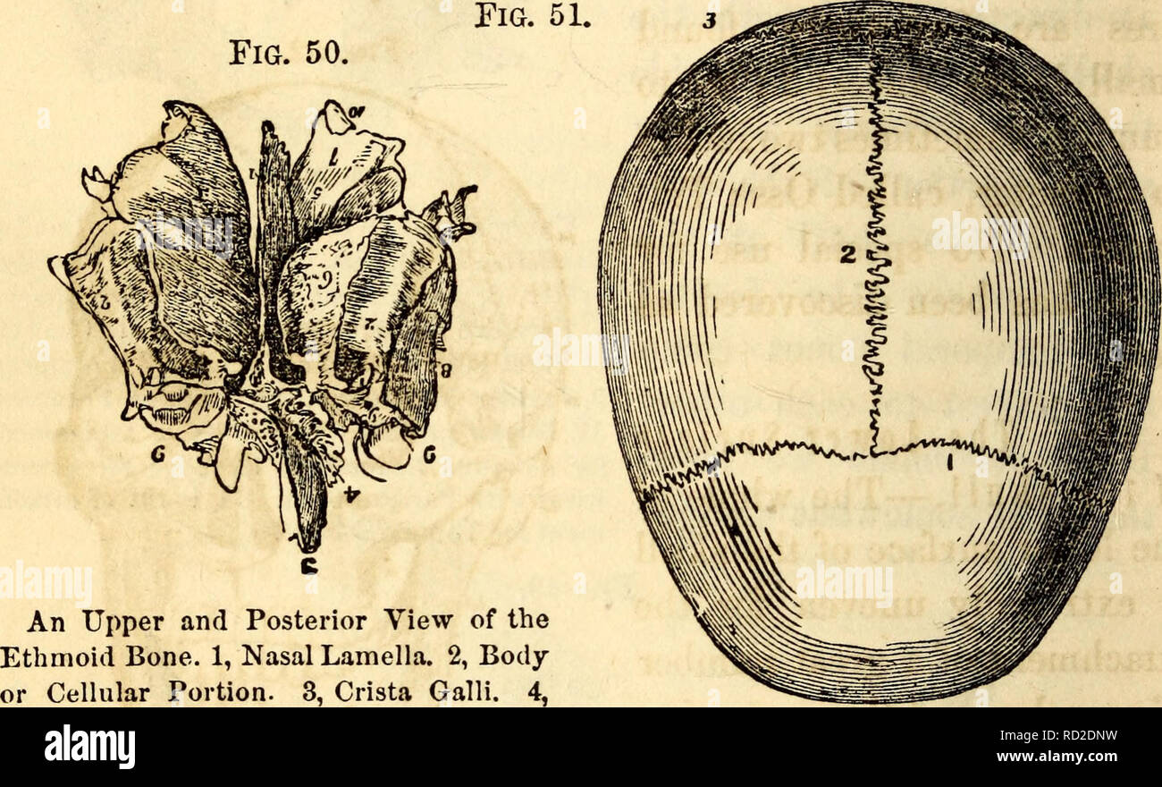 Elementary anatomy and physiology : for colleges, academies, and other  schools. Anatomy; Physiology. 46 HITCHCOCK'S ANATOMY shaped in its general  outline, although it is covered and filled with cavities and processes