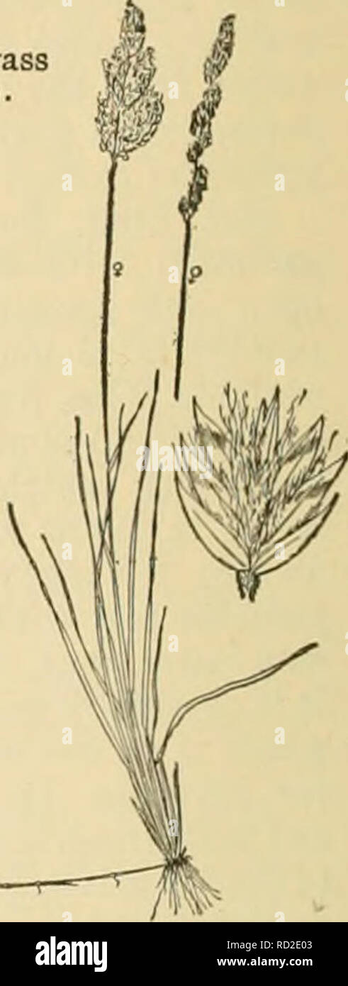 . Cyclopedia of farm crops. Farm produce; Agriculture. Fig. 546. Texas blue- grass ( Poa arach n if era), pistillate plant. Stiiiui- iiate panicle and pistil- late spikelet enlarged. Fig. 545. Crested dog's- tail {Cynosuriis cristatits). Cluster of ster- ile and fertile spikelet en- larged. Flfi. 543. Wild oats {Avena fatiia) Fig. 544. Orchard-grass {Dactylis glomerata). Fig. 547. Canada blue- grass {Poa conipressa). Fig. 548. &quot;Wood meadow-grass {Poa uiinuralis).. Please note that these images are extracted from scanned page images that may have been digitally enhanced for readability - c Stock Photo