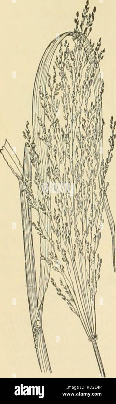 . Cyclopedia of farm crops. Farm produce; Agriculture. Fig. 520. Crab-grass (Suntherisma sanguinalis). A very common weedy grass. , 521. Water-grass (Paspa- Imii iliUttitlttiii). Fig. 522. Para-grass {Panii'uiit molle). with spikelets similar in structure to tho-se of Panicum but arranged in one-sided, more or less digitate spikes. Considered by many as a section (Digitaria) of Panicum. sanguinalis, Dulac. Crab-grass. (Fig. 520.) A well-known annual weed common in cultivated soil, especially in the South. A native of the Old World. The stems reach a height of three feet and are branching. They Stock Photo