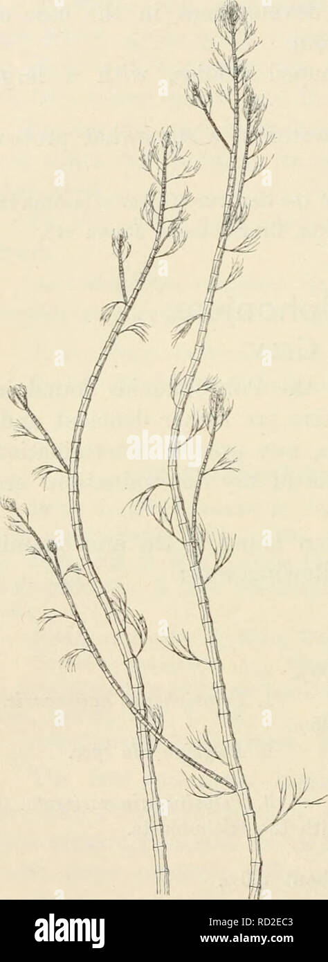. Dansk botanisk arkiv. Plants; Plants -- Denmark. 266 Dansk Botanisk Arkiv, Bd. 3. Nr. 1. 1. Polysiphonia havanensis Monfc. Montagne, J. F. C, Cent. plant. cell. exot. nouv. (Ann. se. nat., Bot., II. Sér., t. 8, 1837, p. 352). Ramon de la Sagra, Hist nat. Cuba, p. 34, tab. 5, fig. 3. KüTZiNG, Fr., Spec. Alg., p. 818; Tabulæ Phycologicæ, vol. XIII, t. 72, flg. a—d. Harvey, Nereis Bor.-Am., II, p. 34. J. Agardh, Spec. Alg., vol. II, pars III, p. 959. The specimens reach a height of lip to 10 cms. This plant has four pericen- tral cells, and no cortical layer is present. The branches are formed  Stock Photo