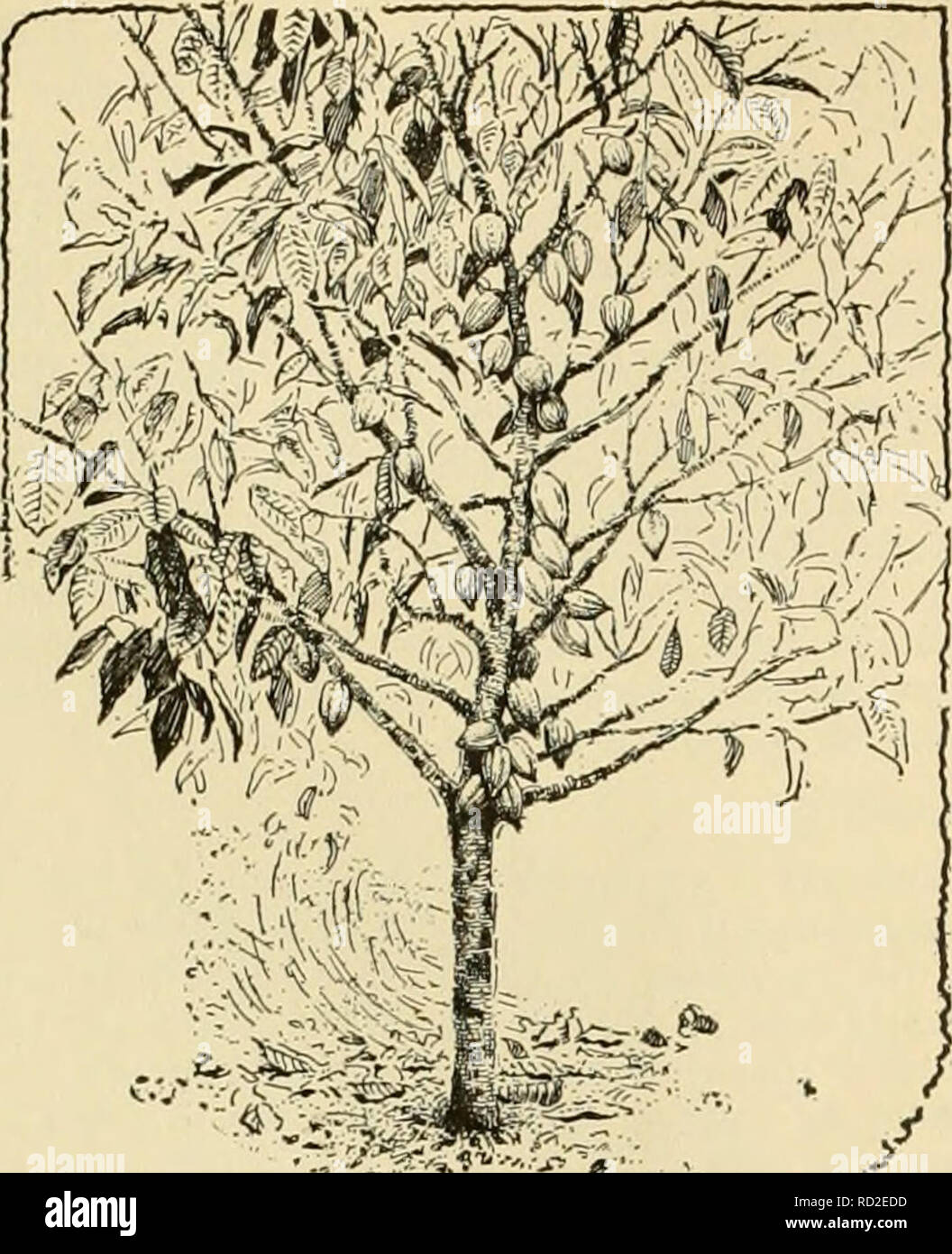 Theobroma species hires stock photography and images Alamy