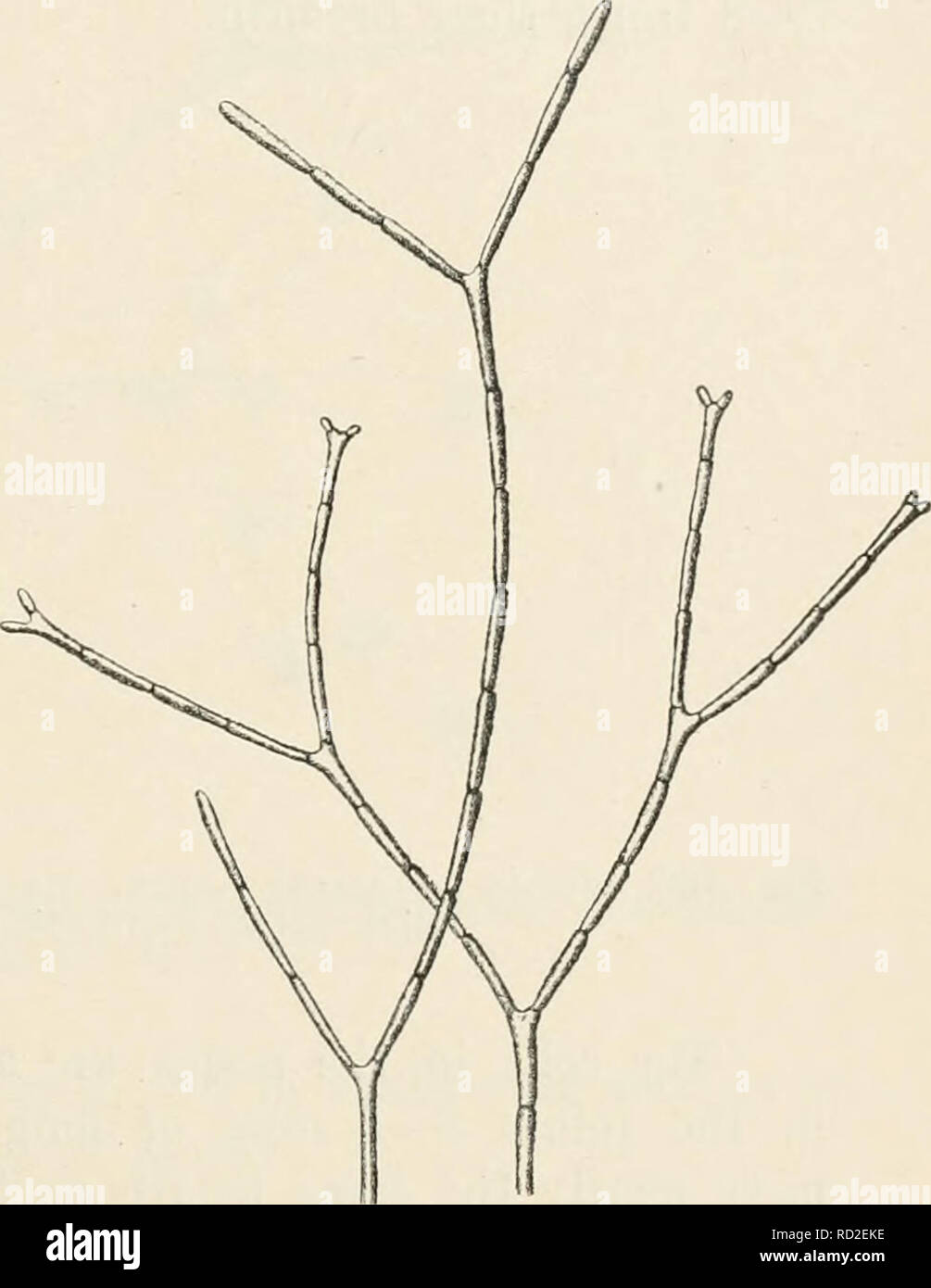. Dansk botanisk arkiv. Plants; Plants -- Denmark. Fig. 184. Jania adhaerens Lamx. Habit of a specimen. (About 7 :1).. Fig. 185. Jania adhaerens Lamx. Upper ends of fdaments showing the regular dichotomy. (About 20 :1). proportion to breadth etc., but nevertheless it seems very natural to me to take them together, as transitional links are found between them and they, most probably, are nothing but variations of the same plant due to differences in habitat. The plant grows upon stones, corals or similar substrata or intertwisted among other Corallinaceæ, e. g. Amphiroa fragilissima or epiphyti Stock Photo