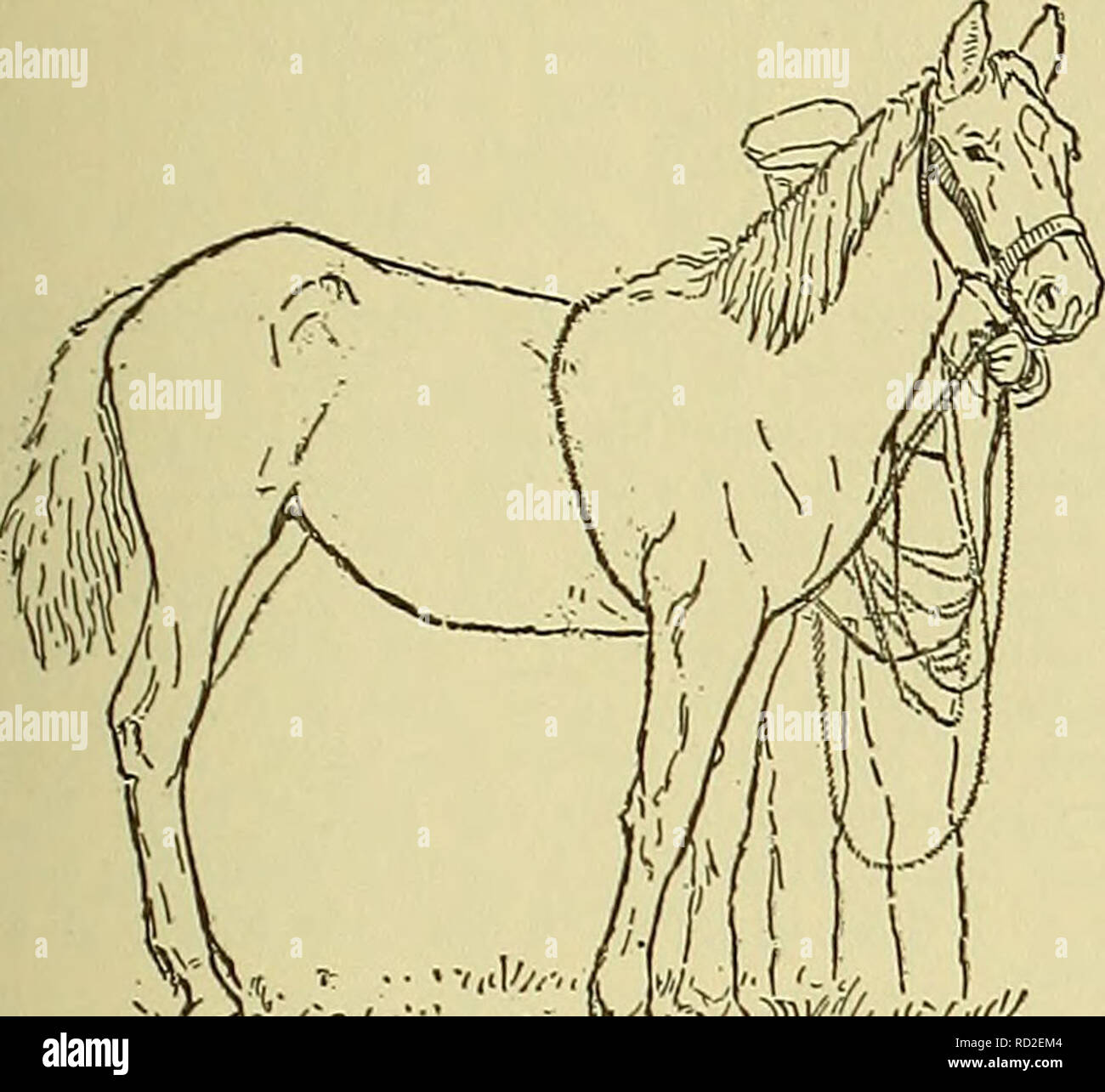 Cyclopedia Of Farm Animals Domestic Animals Animal Products Horse Horse 425 Smooth Bit And Check Rein A Surcingle And Crupper And Two Side Lines Running From The Hit To Buckles On Either Side Download all photos and use them even for commercial projects. https www alamy com cyclopedia of farm animals domestic animals animal products horse horse 425 smooth bit and check rein a surcingle and crupper and two side lines running from the hit to buckles on either side of the surcingle fig 437 the check and side reins should be left slack at first fig 436 a colt harnessed to be taught to lead gradually from day to day the reins should be shortened care being taken that they are never made so short as to place the head in an uncom fortable position or draw the bit so tightly as to make the corners of the mouth sore real lines may now be substitute image231780756 html