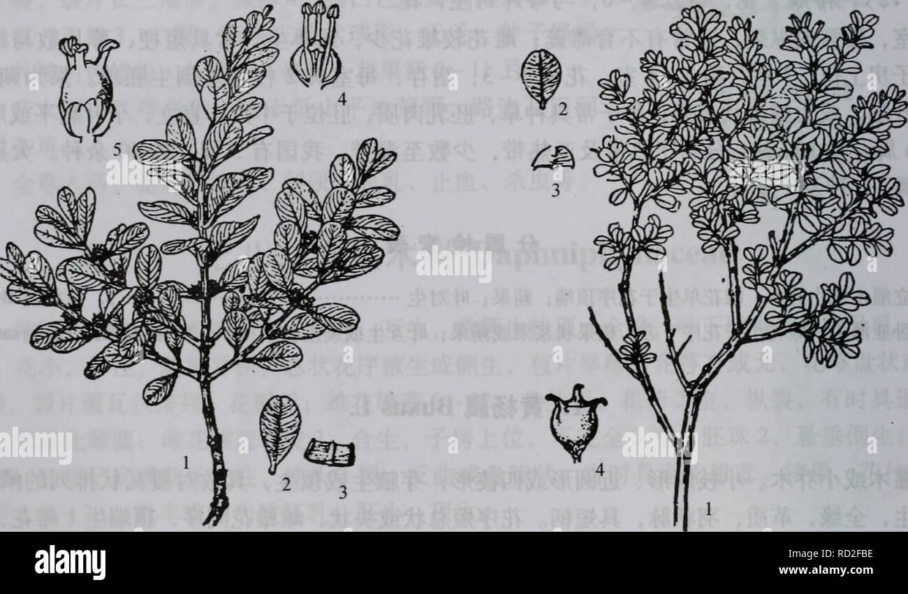 Da Bie Shan Zhi Wu Zhi Botany 672 A A A Ae C C A La A A E Ae B Sinica Var Parvifoua 1 A e Ea µc Ae Ea Aeaaµc I A C A A I Ee A E Eea E Ce C E I Ae A E A A A 2 Eee Ae B Bodinieri 1 E Ae I A 952 Buxus Sinica Rehd Et Wils Cheng Ex M