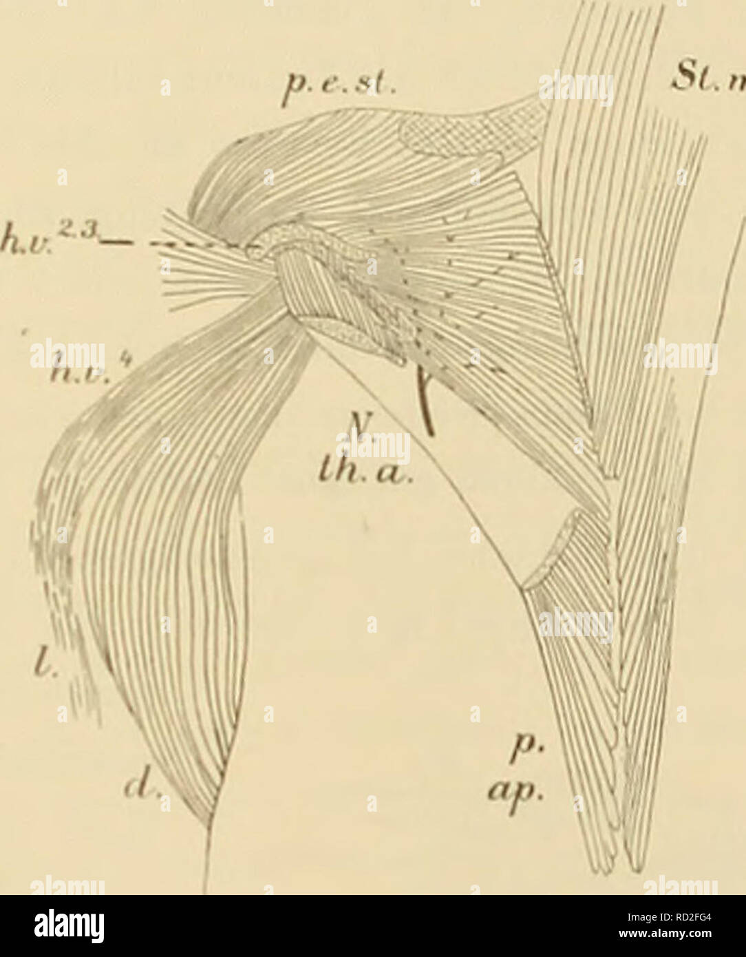 Von mast zu mast hires stock photography and images Alamy