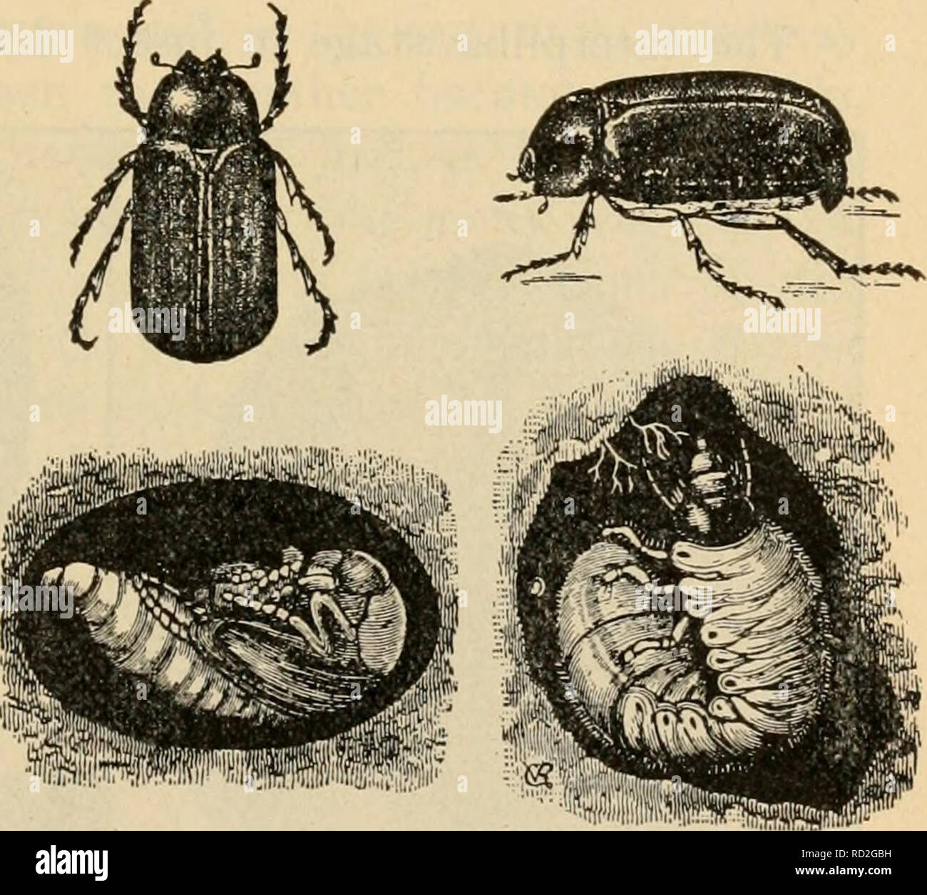 Elementary principles of agriculture : a text book for the common schools. Agriculture. CHAPTER XXII INSECTS ON THE FARM 225. There are a great many kinds of insects found on the Elementary principles of agriculture : a text book for the common schools. Agriculture. CHAPTER XXII INSECTS ON THE FARM 225. There are a great many kinds of insects found on the